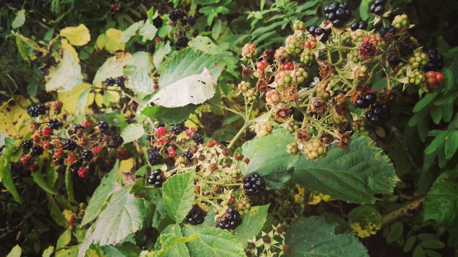 HUAWEI P8 sample photo. Blackberries photography