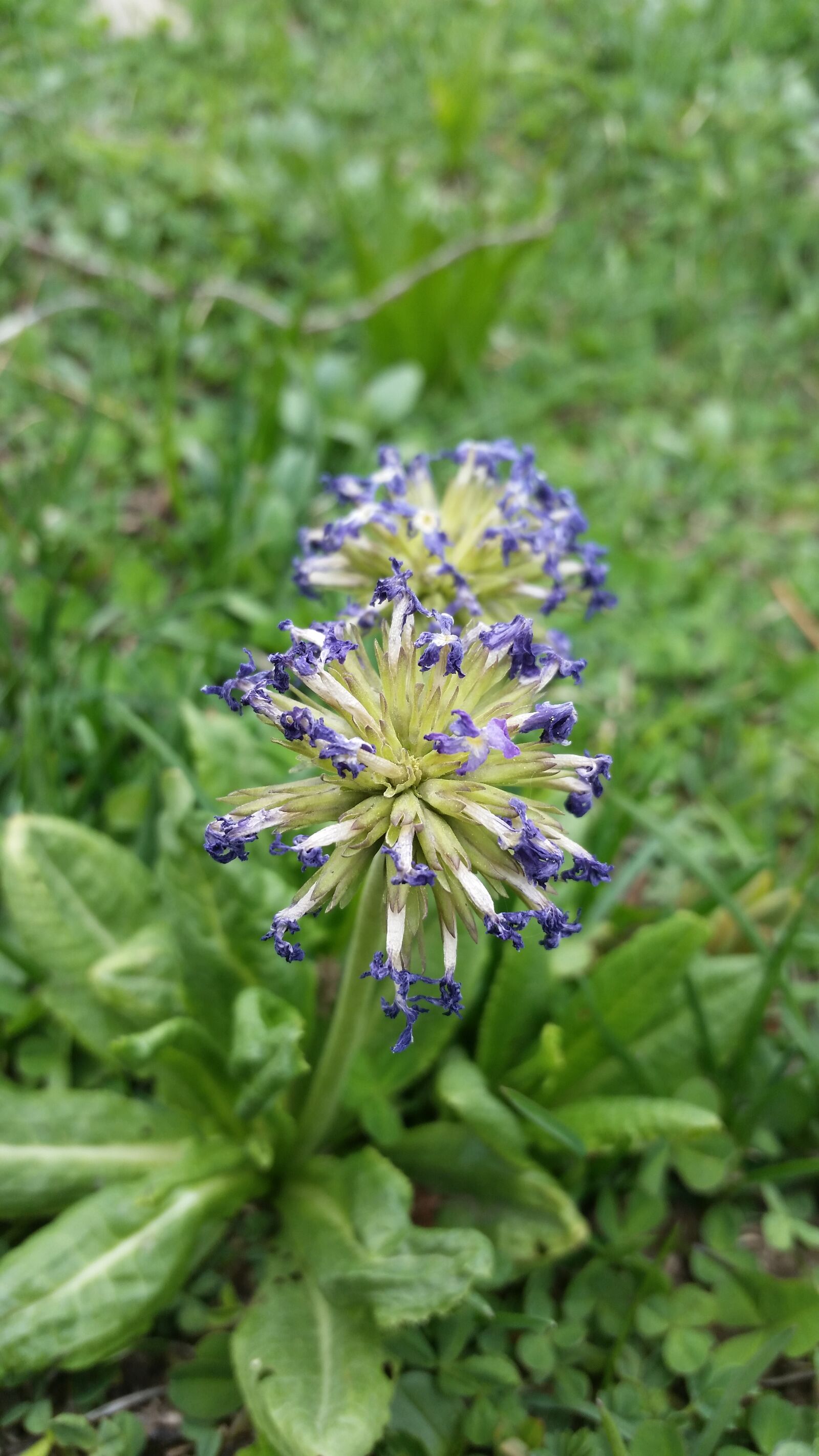 Samsung Galaxy S5 sample photo