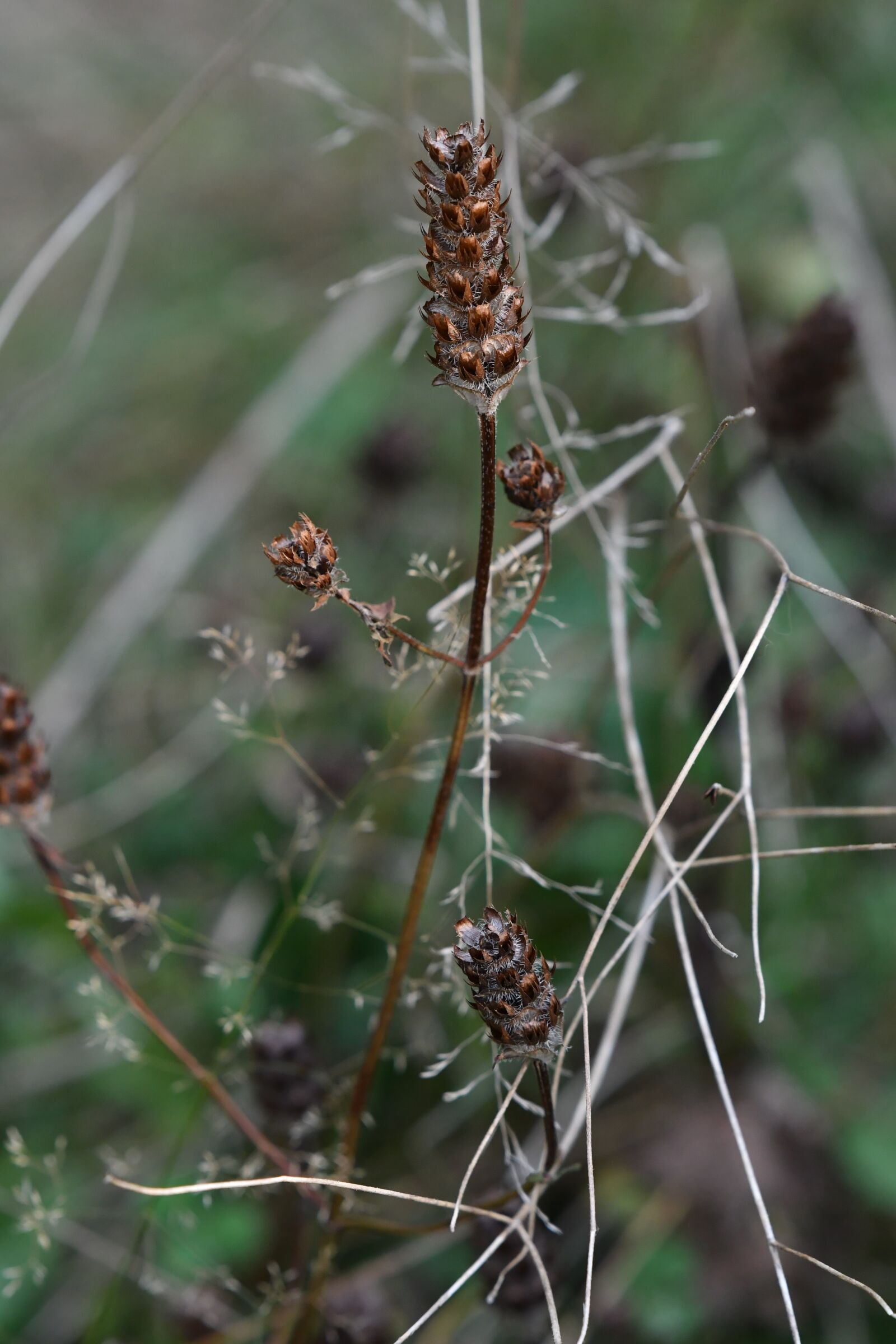 Nikon D500 sample photo. Flowers, fall, garden photography