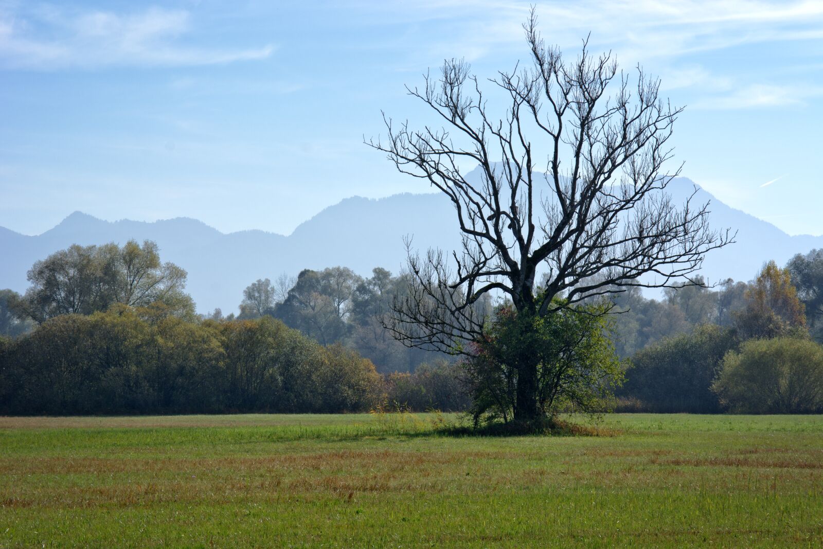 55.0-200.0mm f/4.0-f/5.6 sample photo. Autumn, tree, individually photography