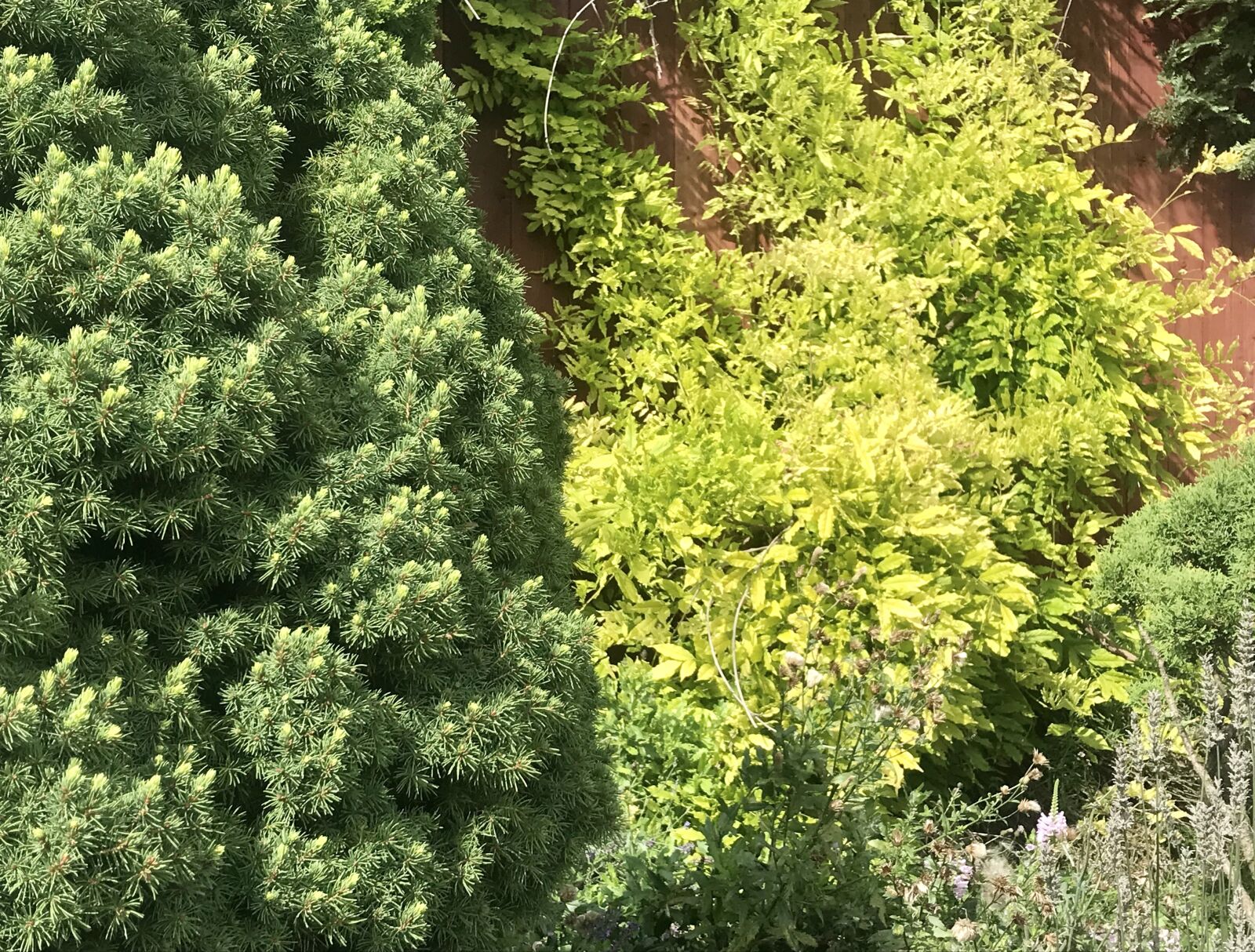 iPhone 7 back camera 3.99mm f/1.8 sample photo. Shrubs, garden, green photography