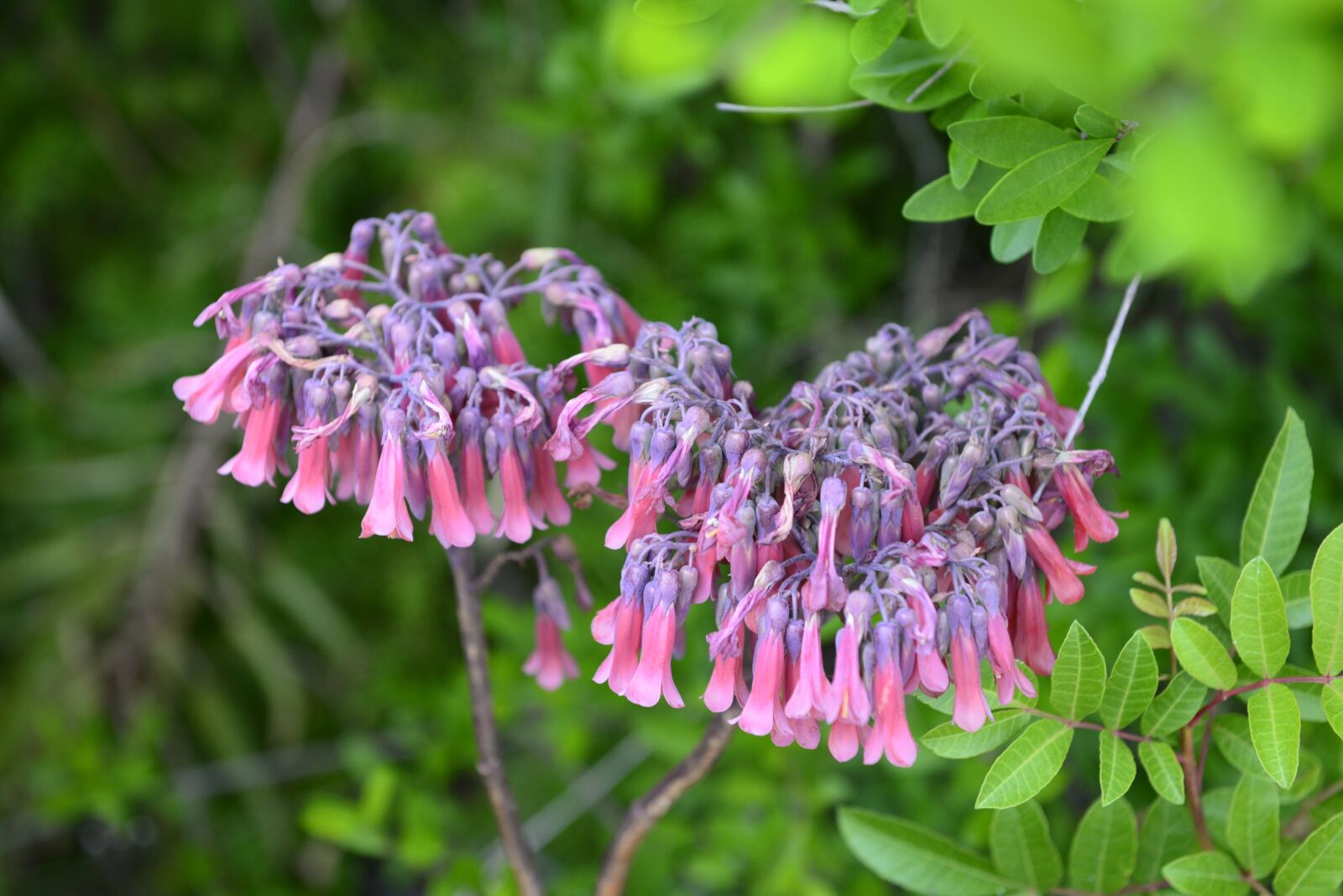 Nikon D610 sample photo. Flower, nature, spring photography