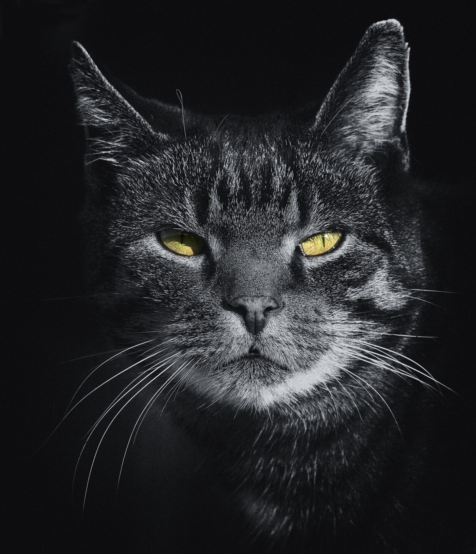 Sony SLT-A77 sample photo. Cat, mieze, grey photography