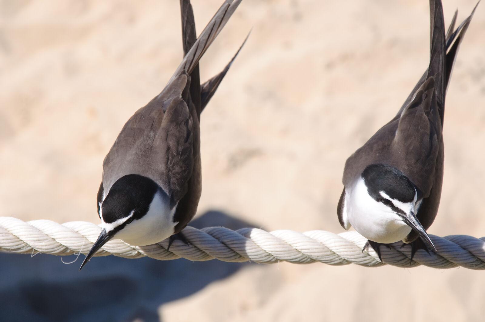 Nikon D90 sample photo. Close, up, of, bird photography