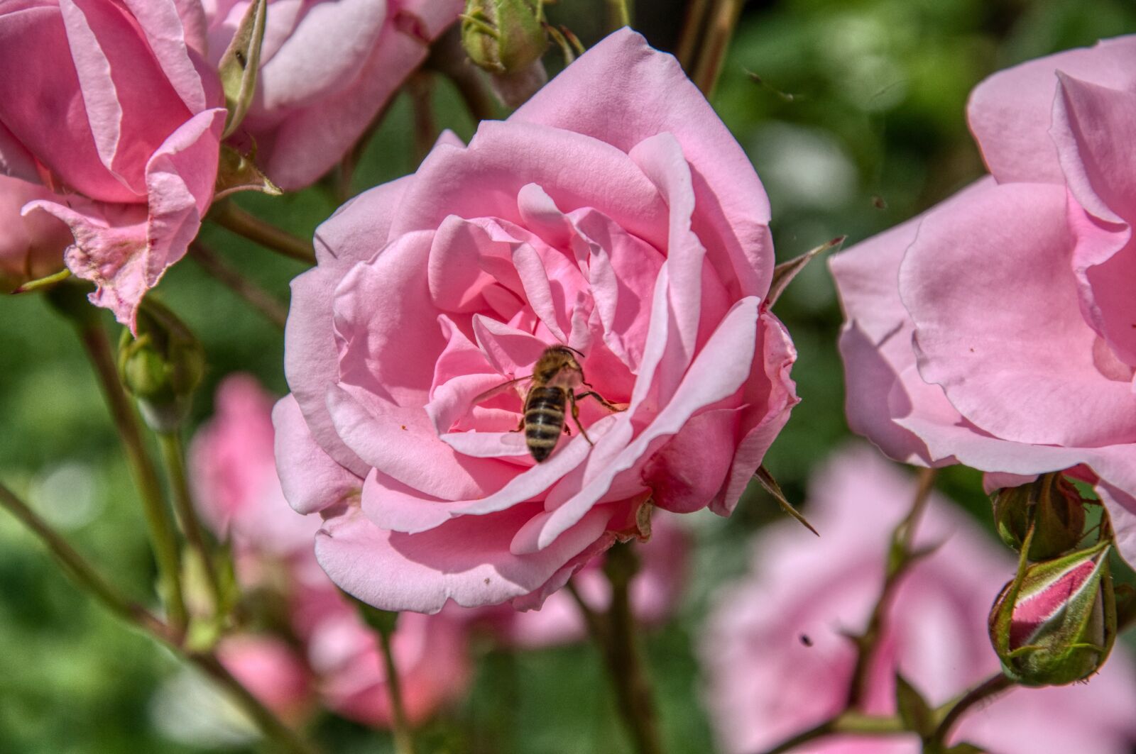 Nikon D5000 sample photo. Roses, rose bush, pink photography