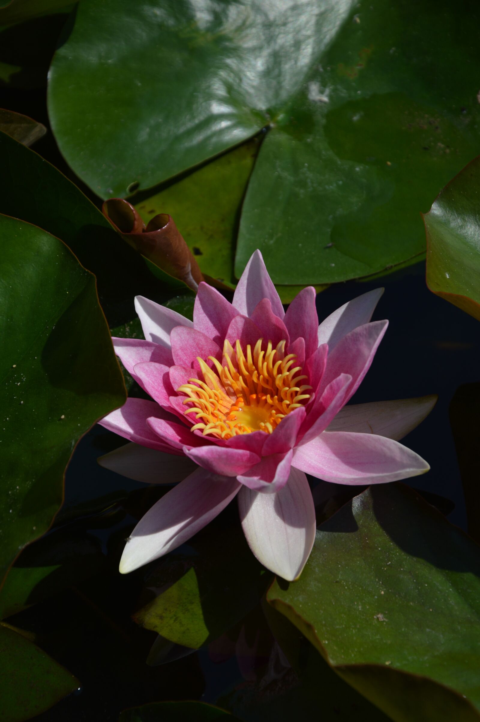 Nikon D3200 sample photo. Nature, blossom, bloom photography
