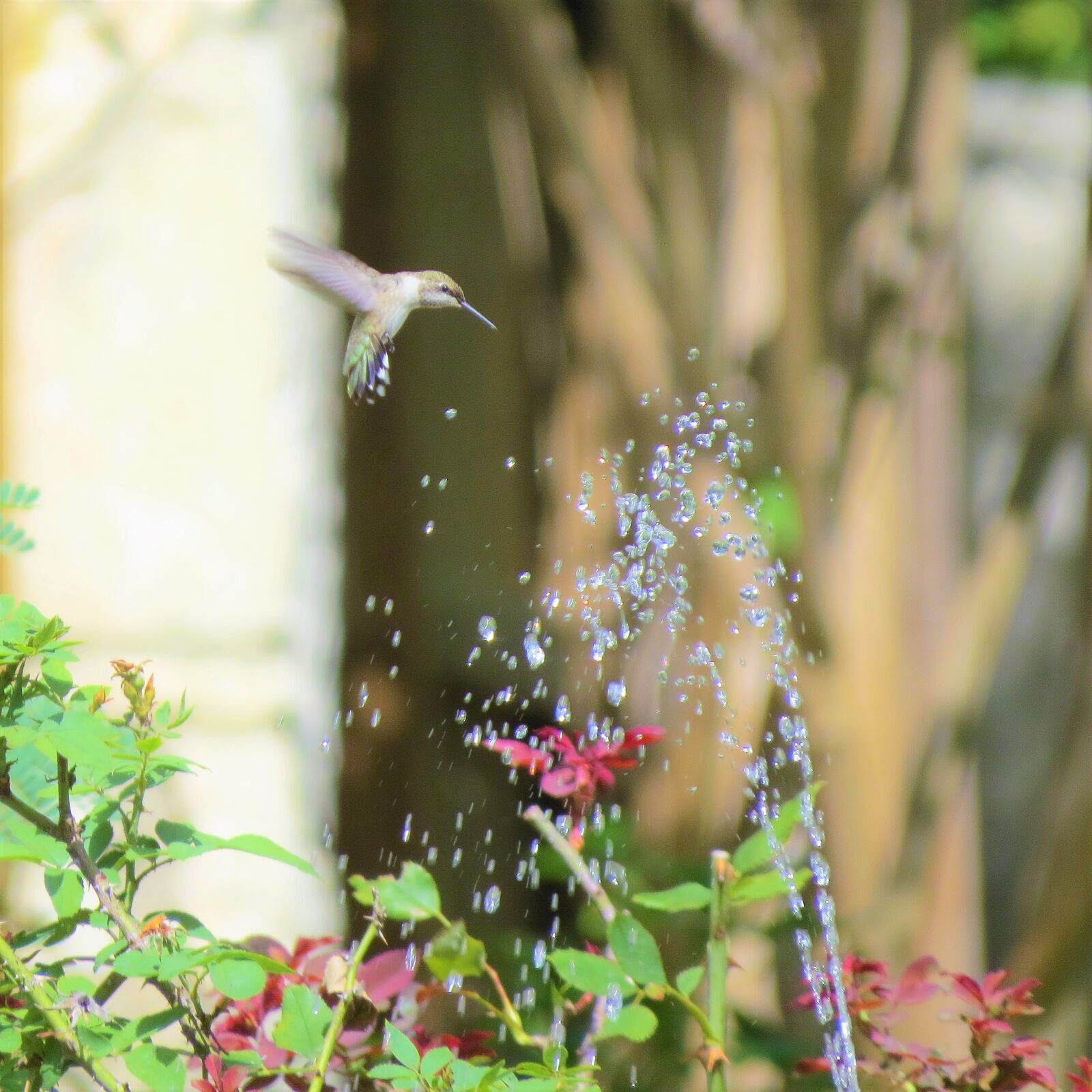 Canon PowerShot SX50 HS sample photo. Bird, in flight, fountain photography