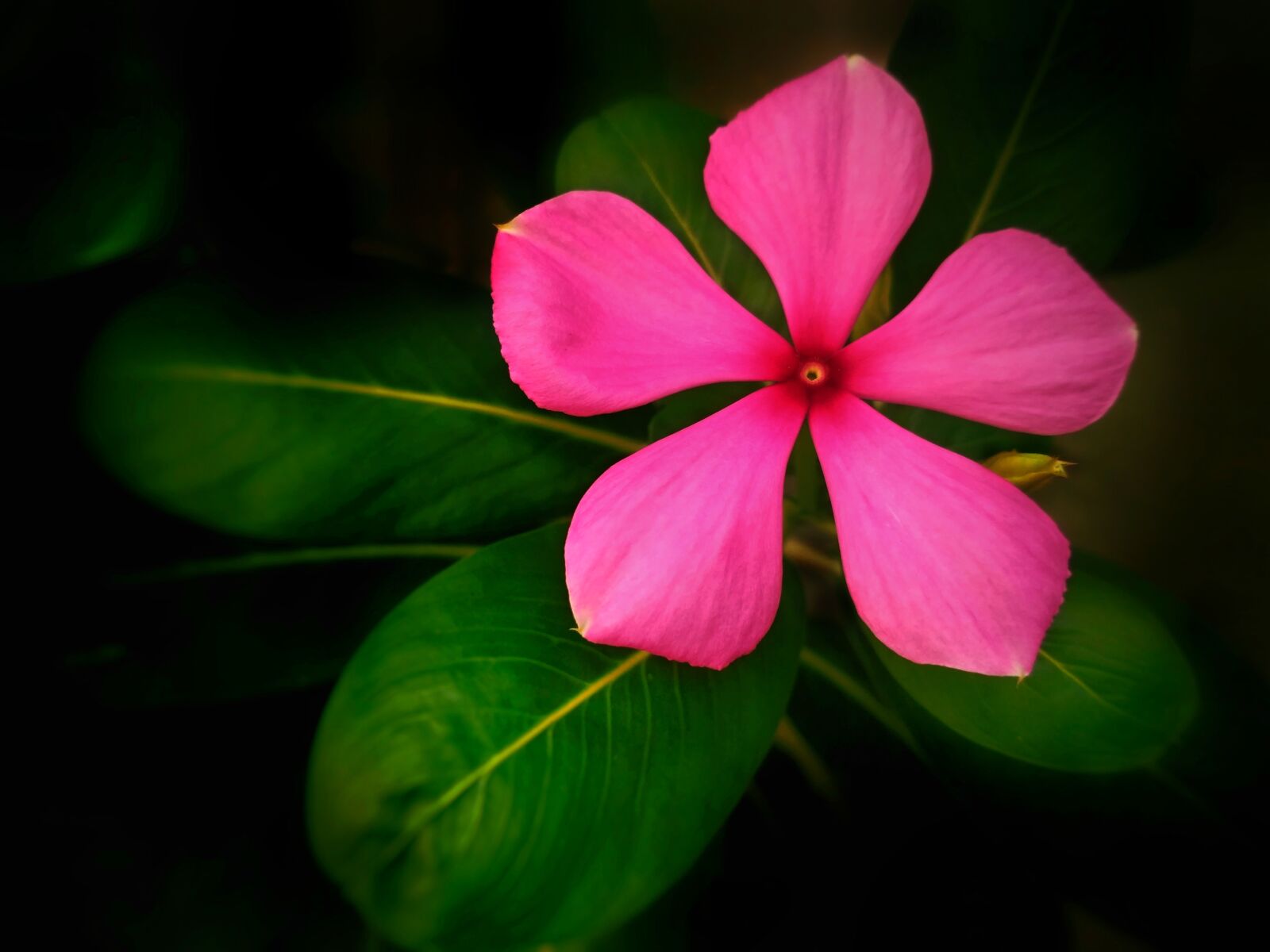 Xiaomi Redmi 3S sample photo. Flower, madagascar periwinkle, medicinal photography