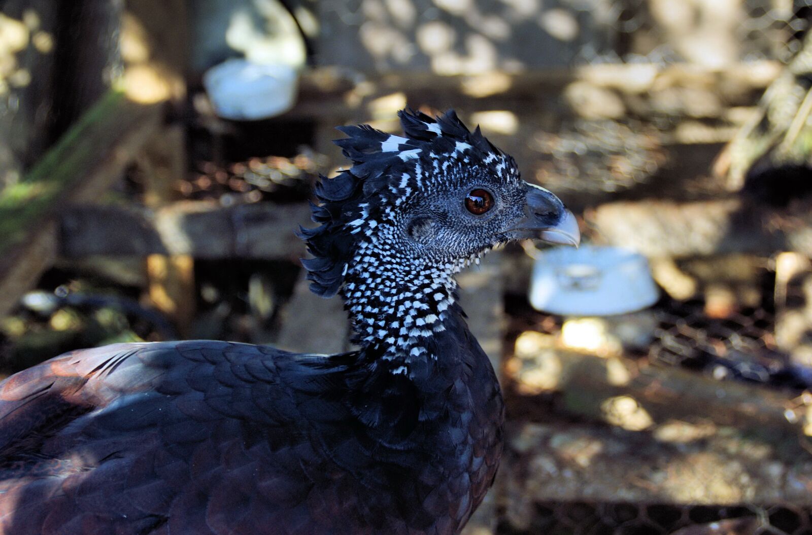 Pentax K200D sample photo. Pheasant, gallinacé, wild photography