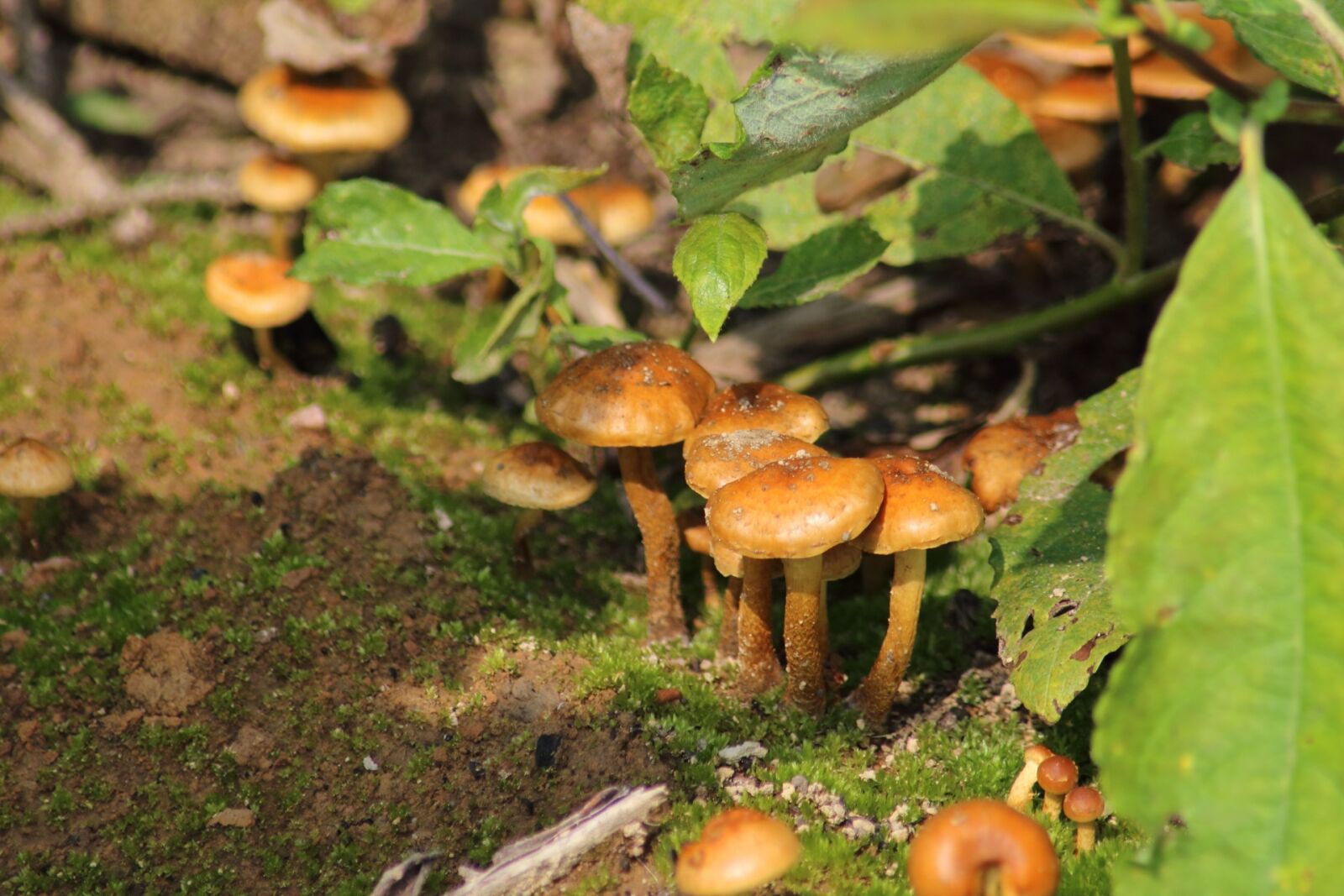 Canon EOS 1200D (EOS Rebel T5 / EOS Kiss X70 / EOS Hi) sample photo. Mushroom, nature, food photography