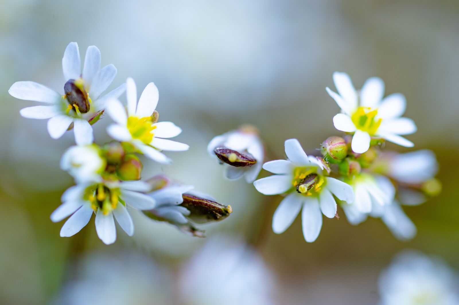 Pentax KP + Sigma sample photo. Spring, flower, blossom photography