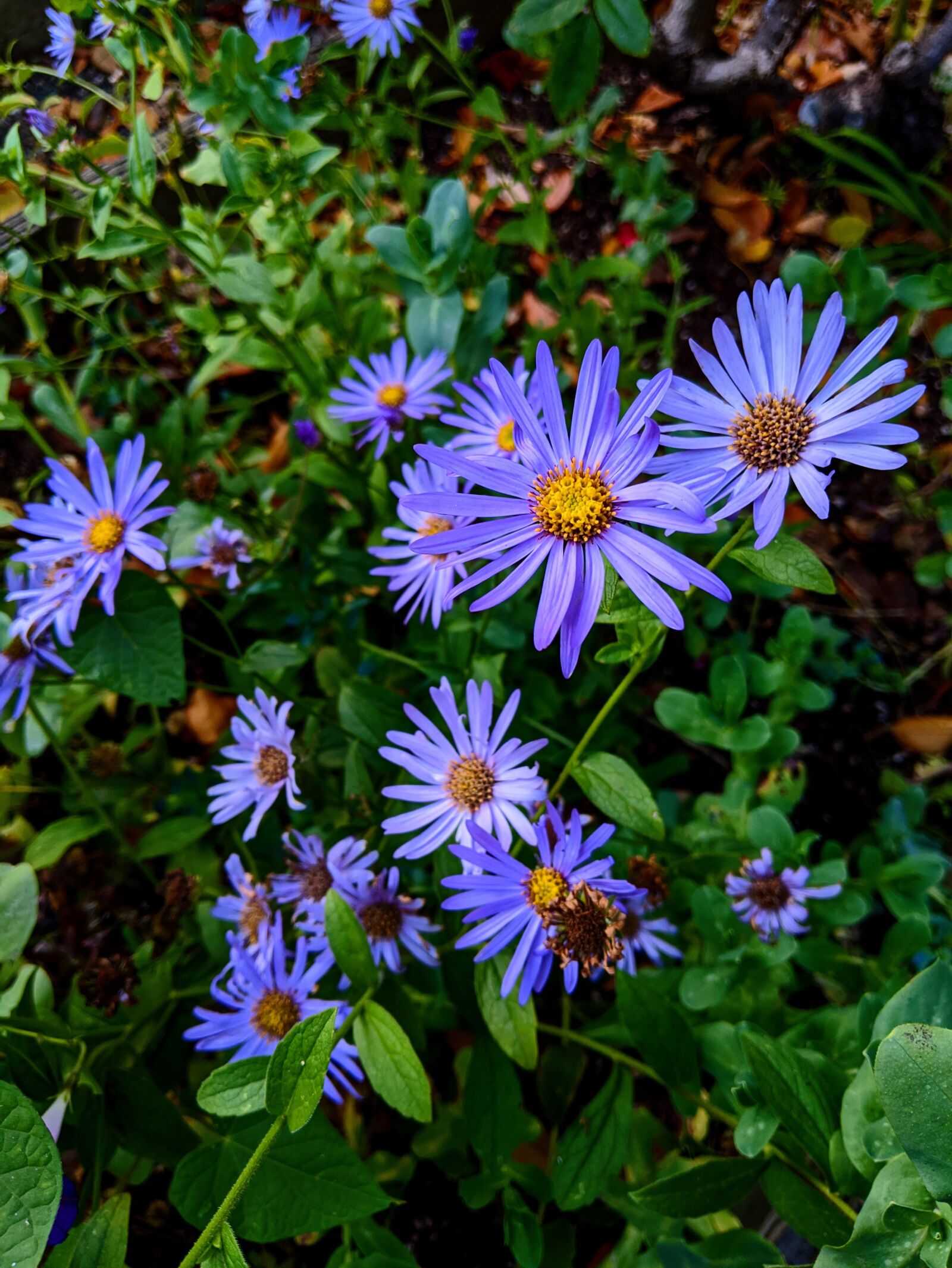 Google Pixel 3 XL sample photo. Flowers, aster, daisy photography