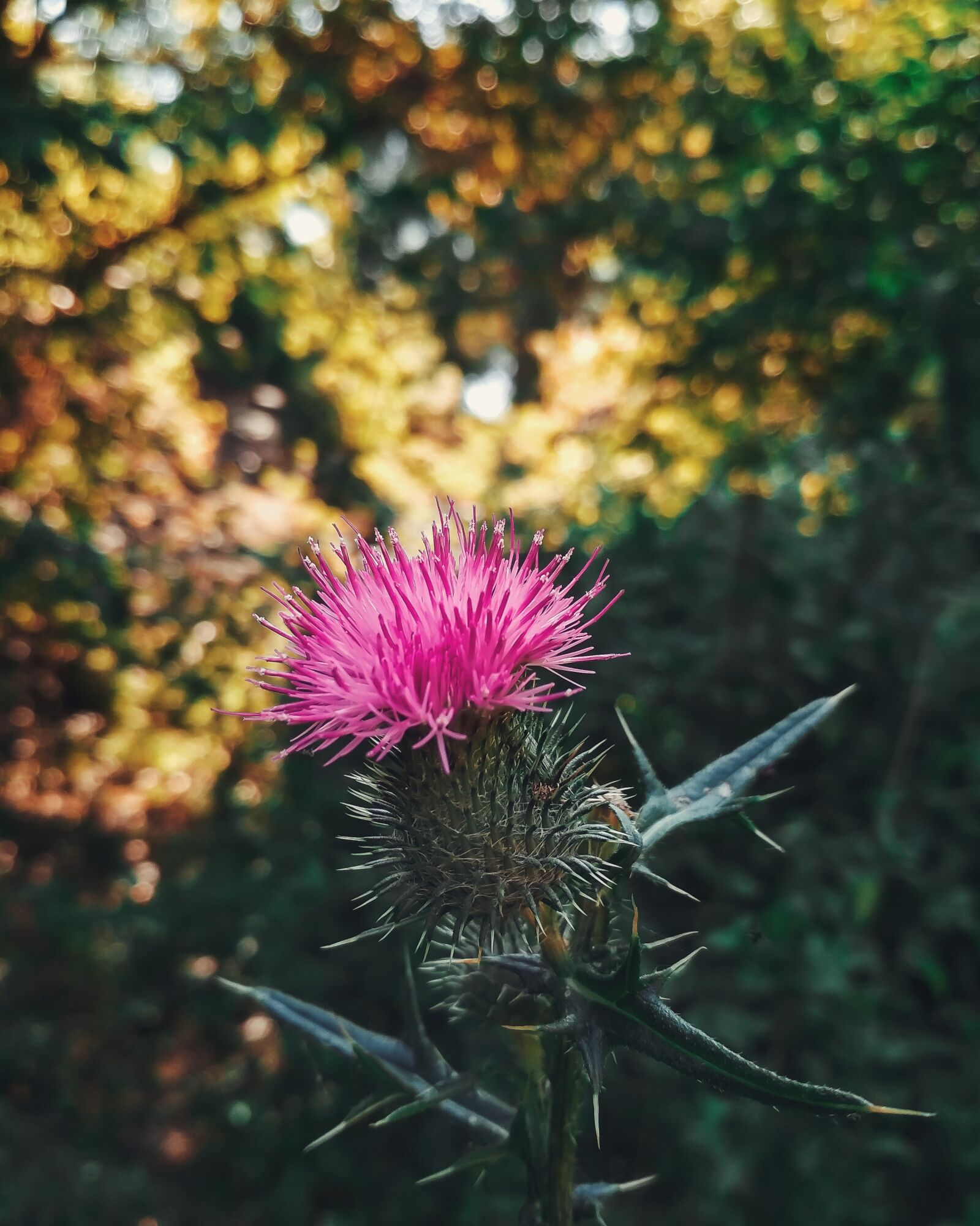 Xiaomi Redmi 4X sample photo. Flowers, nature, summer photography