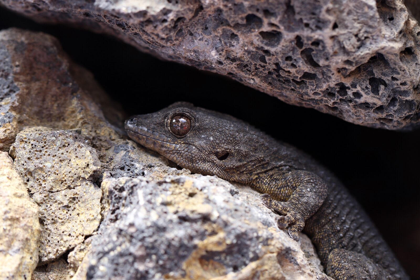 Canon EOS 7D Mark II sample photo. The lizard, rocks, eye photography
