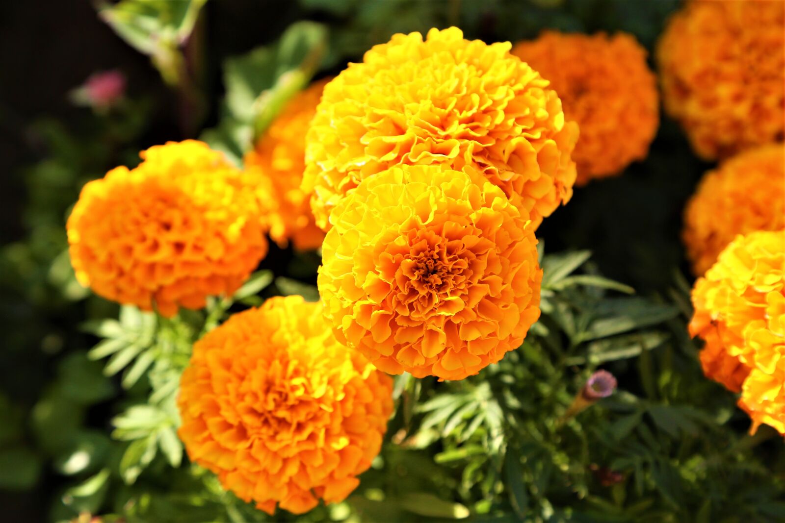 Canon EF 24-105mm F4L IS USM sample photo. Flowers, yellow, nature photography