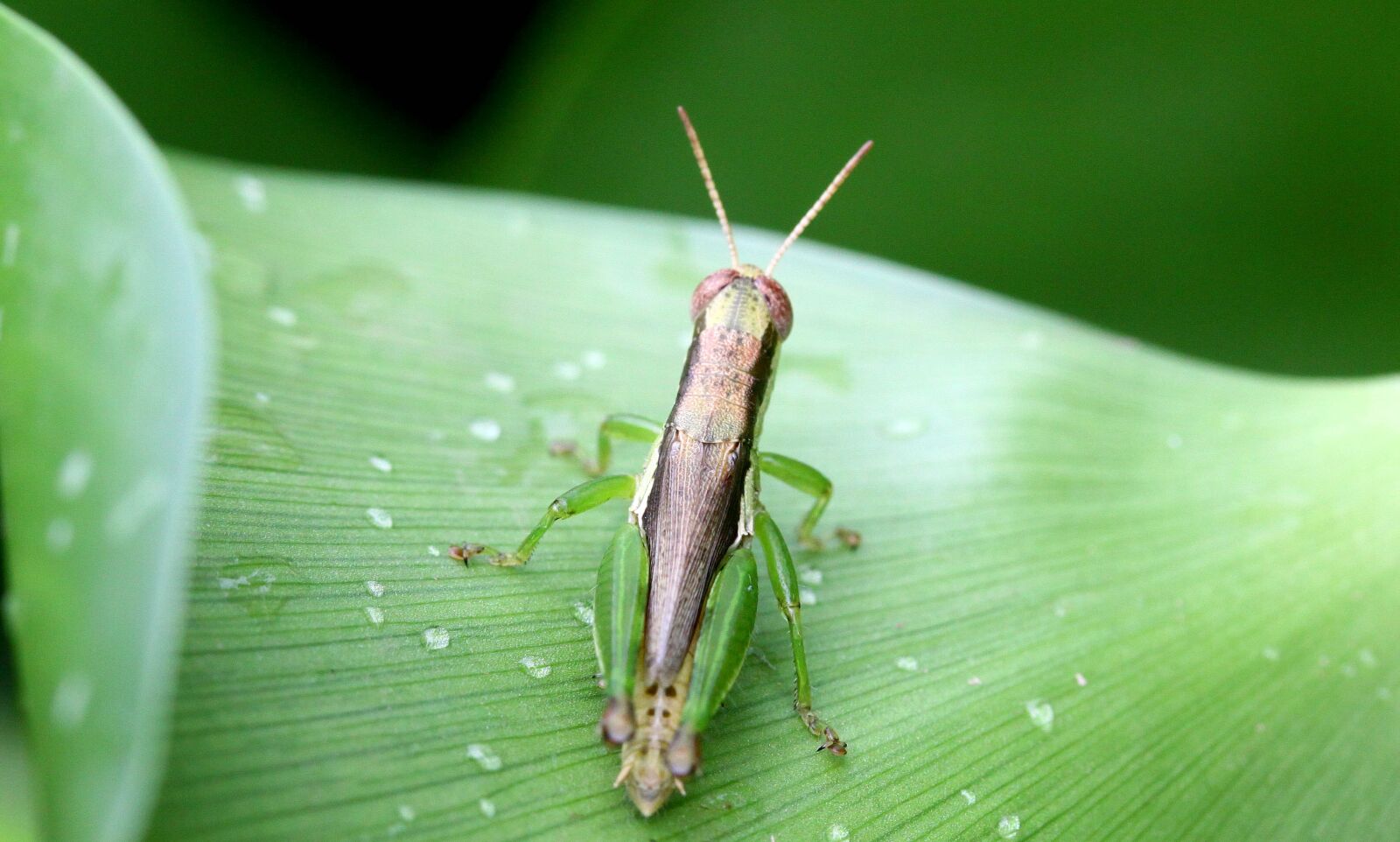 Canon EOS 50D sample photo. Insect, leaf, grasshopper photography