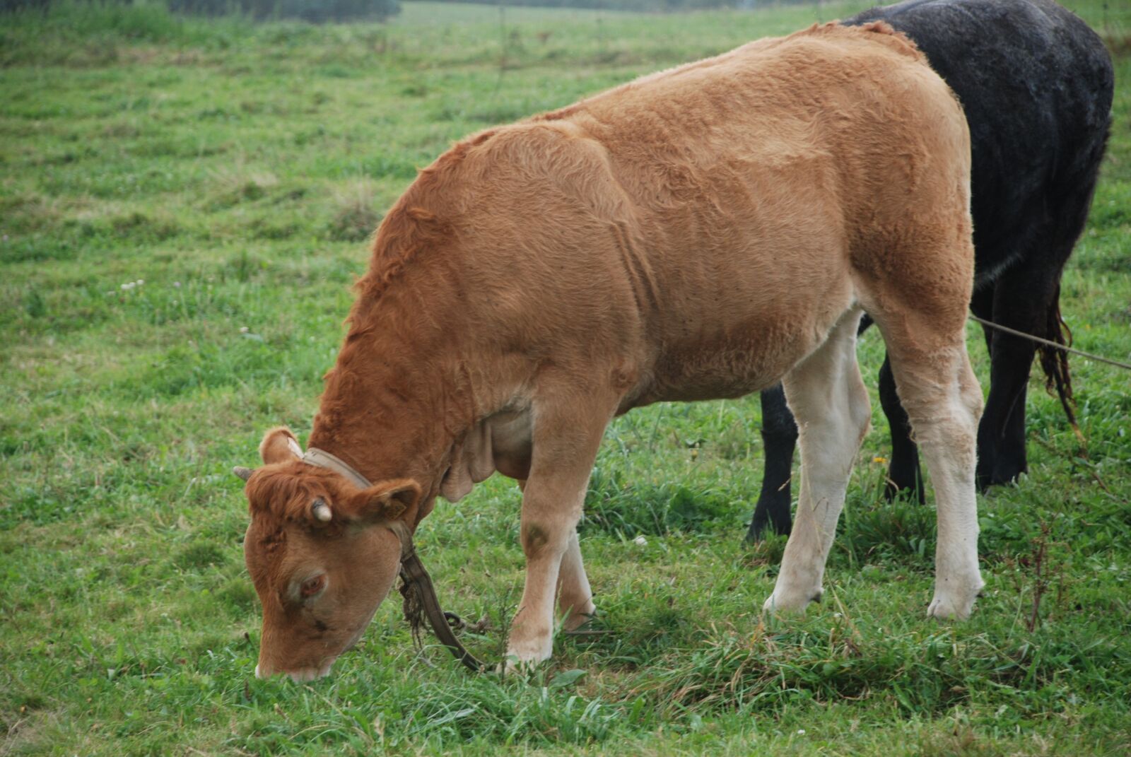Nikon D80 sample photo. Veal, livestock, galician beef photography