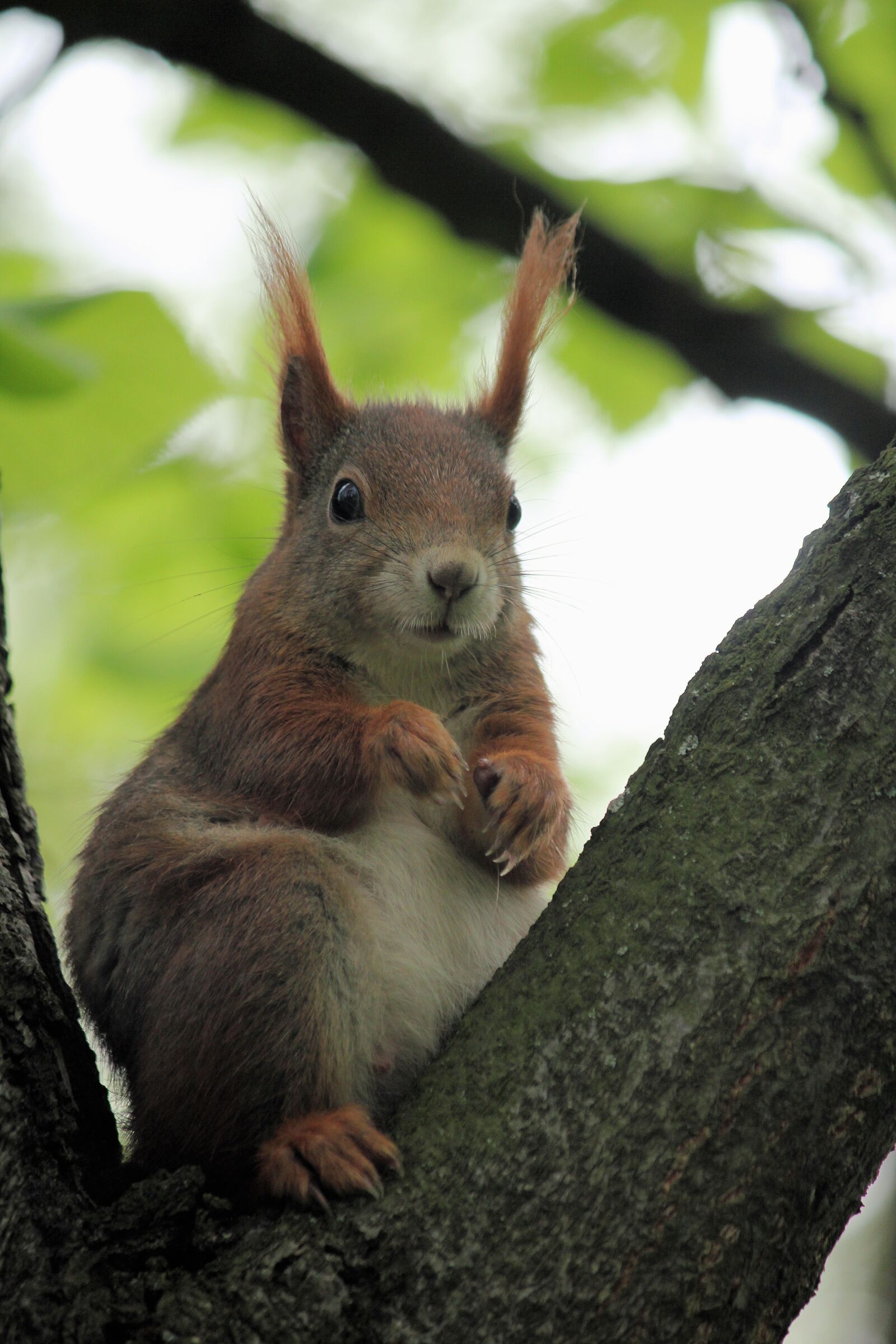 Canon EOS 550D (EOS Rebel T2i / EOS Kiss X4) sample photo. The squirrel, rodent, sitting photography