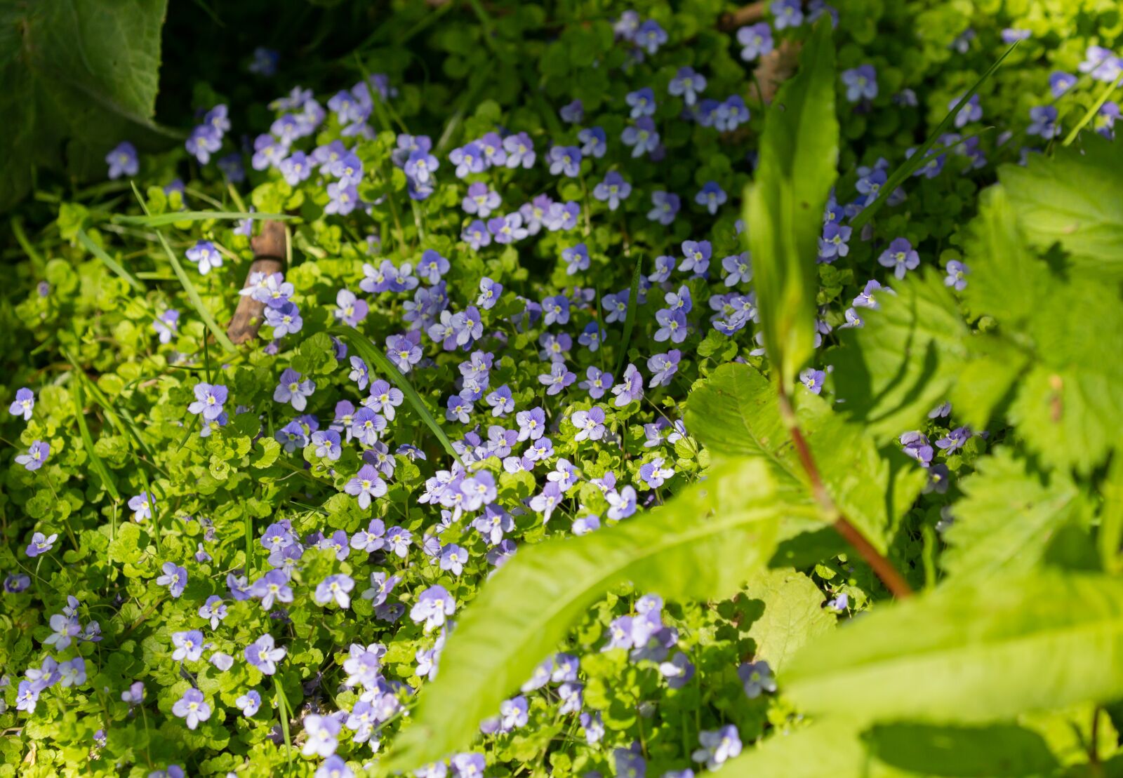 Canon EOS 5D Mark III sample photo. Speedwell, wild flower, carpet photography