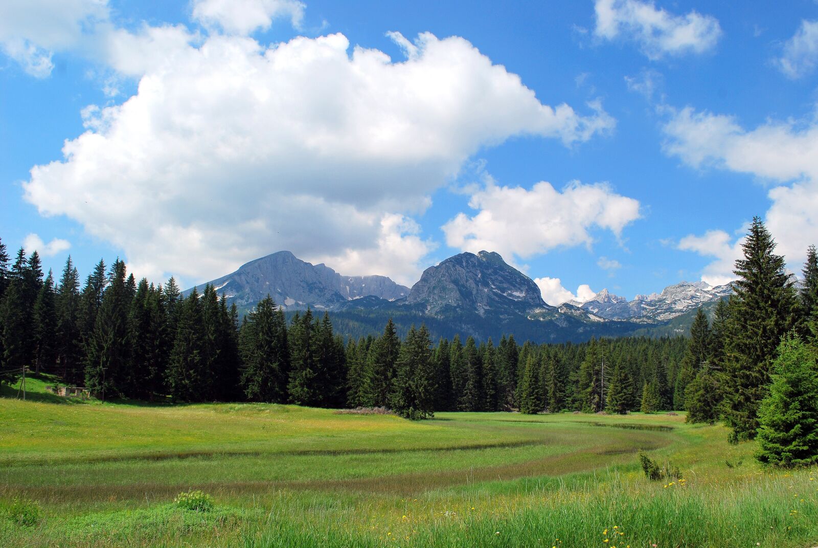 Nikon D60 sample photo. Meadow, trees, landscape photography