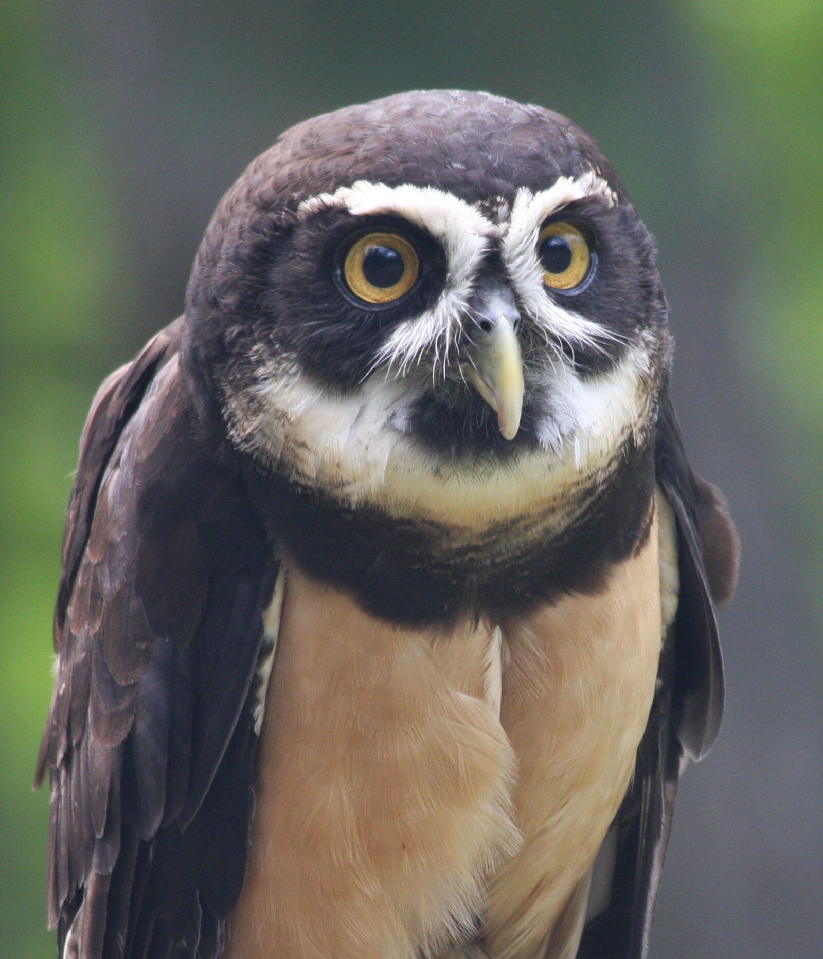 Canon EOS 40D sample photo. Spectacled owl, portrait, eyes photography
