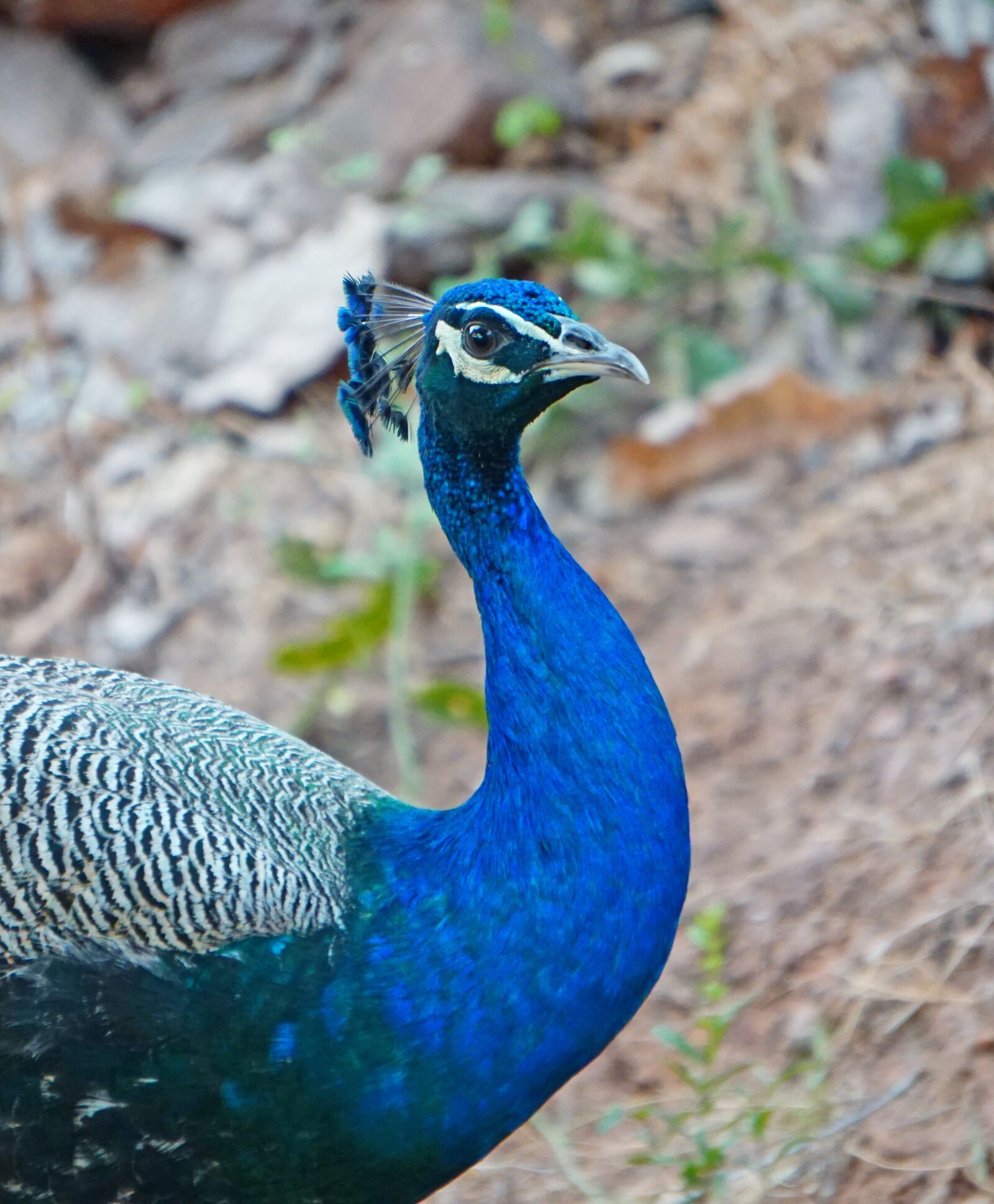Sony a6000 sample photo. Colseup, peacock, indian photography