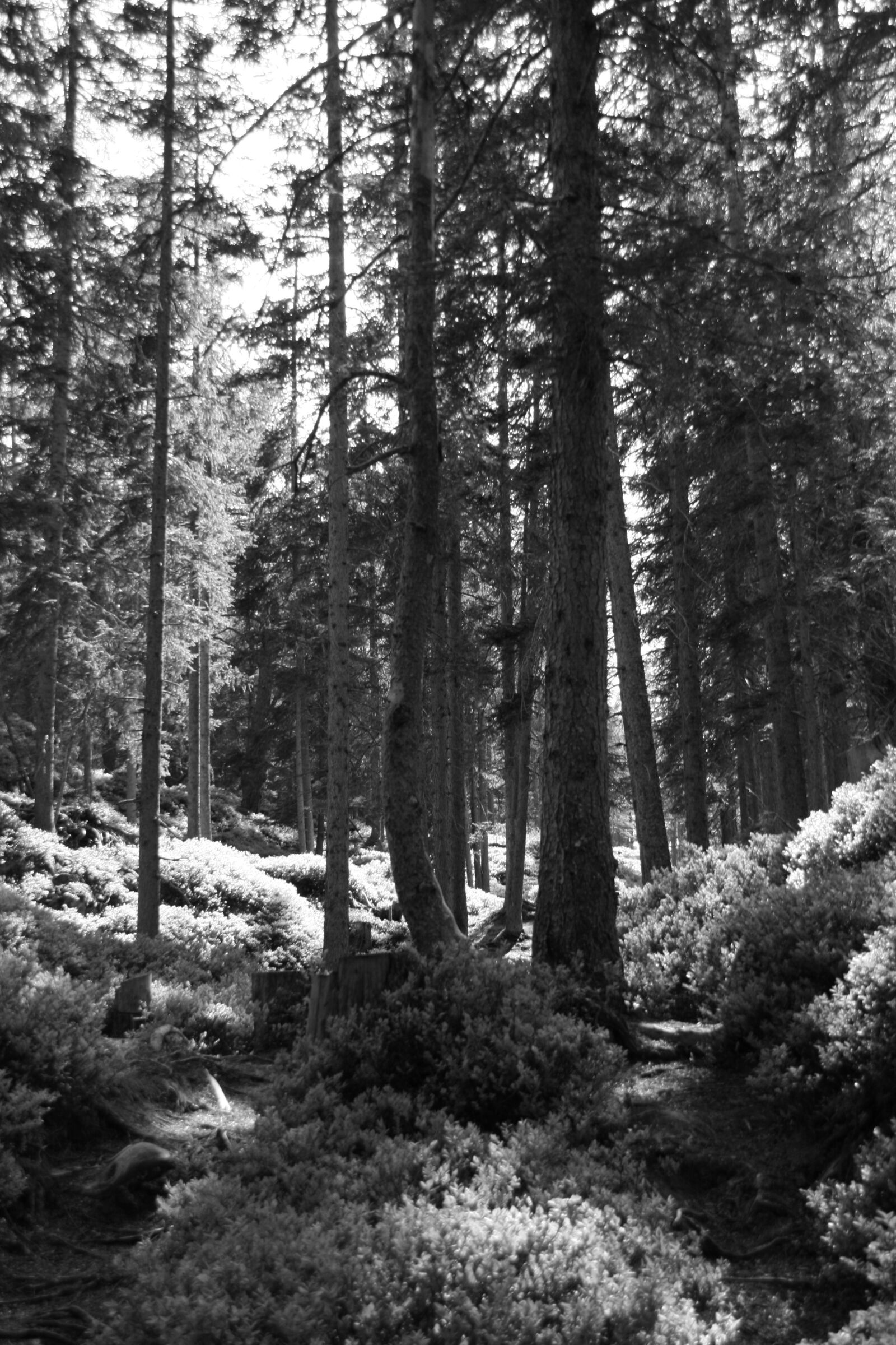 Canon EOS 400D (EOS Digital Rebel XTi / EOS Kiss Digital X) sample photo. Forest, trees, nature photography
