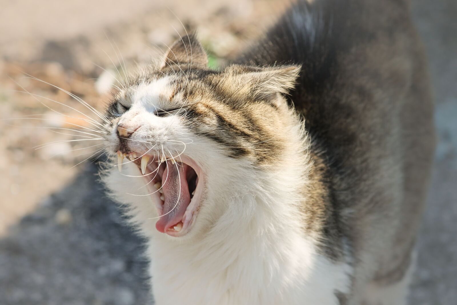 Canon EOS 1100D (EOS Rebel T3 / EOS Kiss X50) sample photo. Domestic cat, cat, foot photography