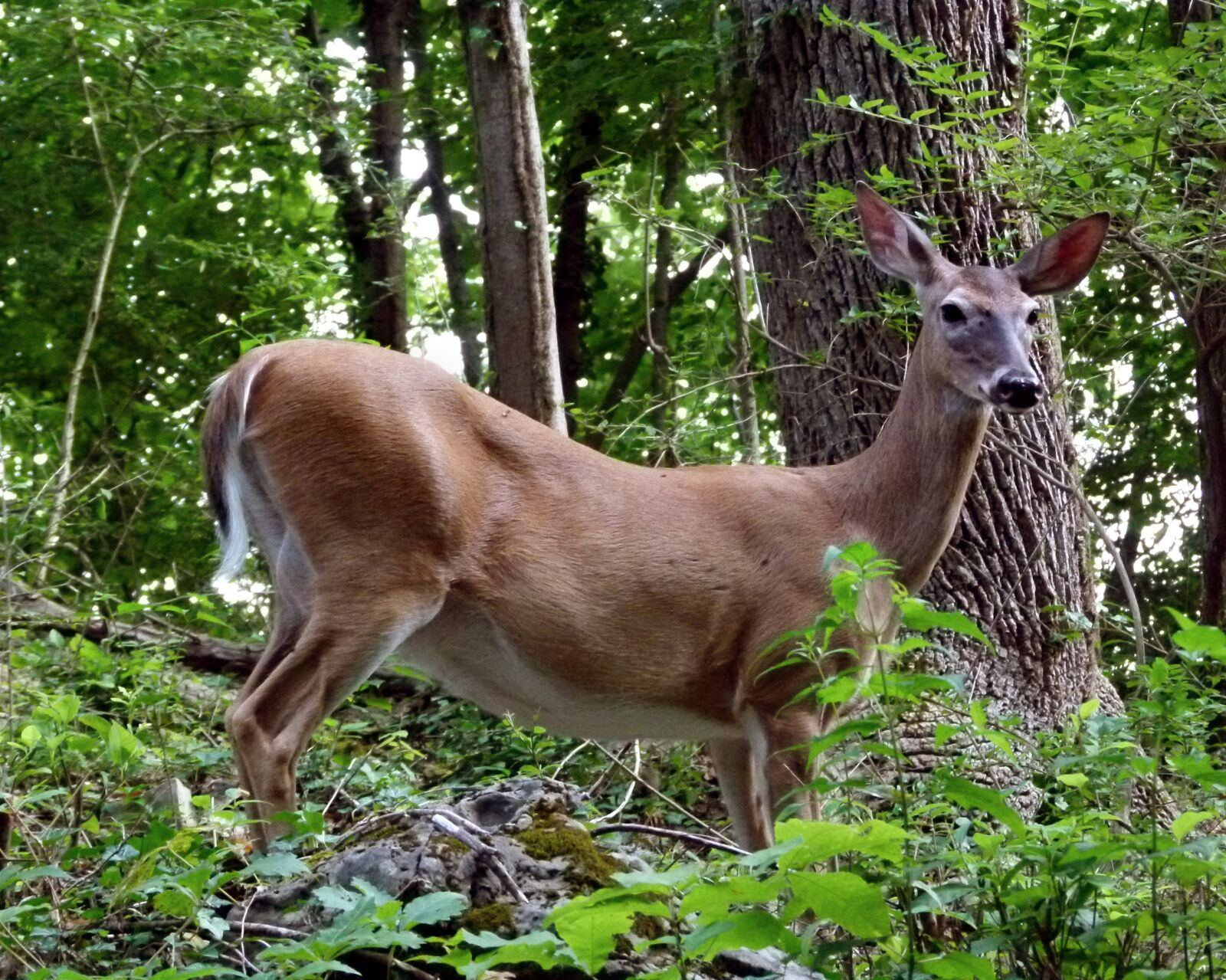 Panasonic Lumix DMC-FZ100 sample photo. Deer, white tailed, white-tail photography