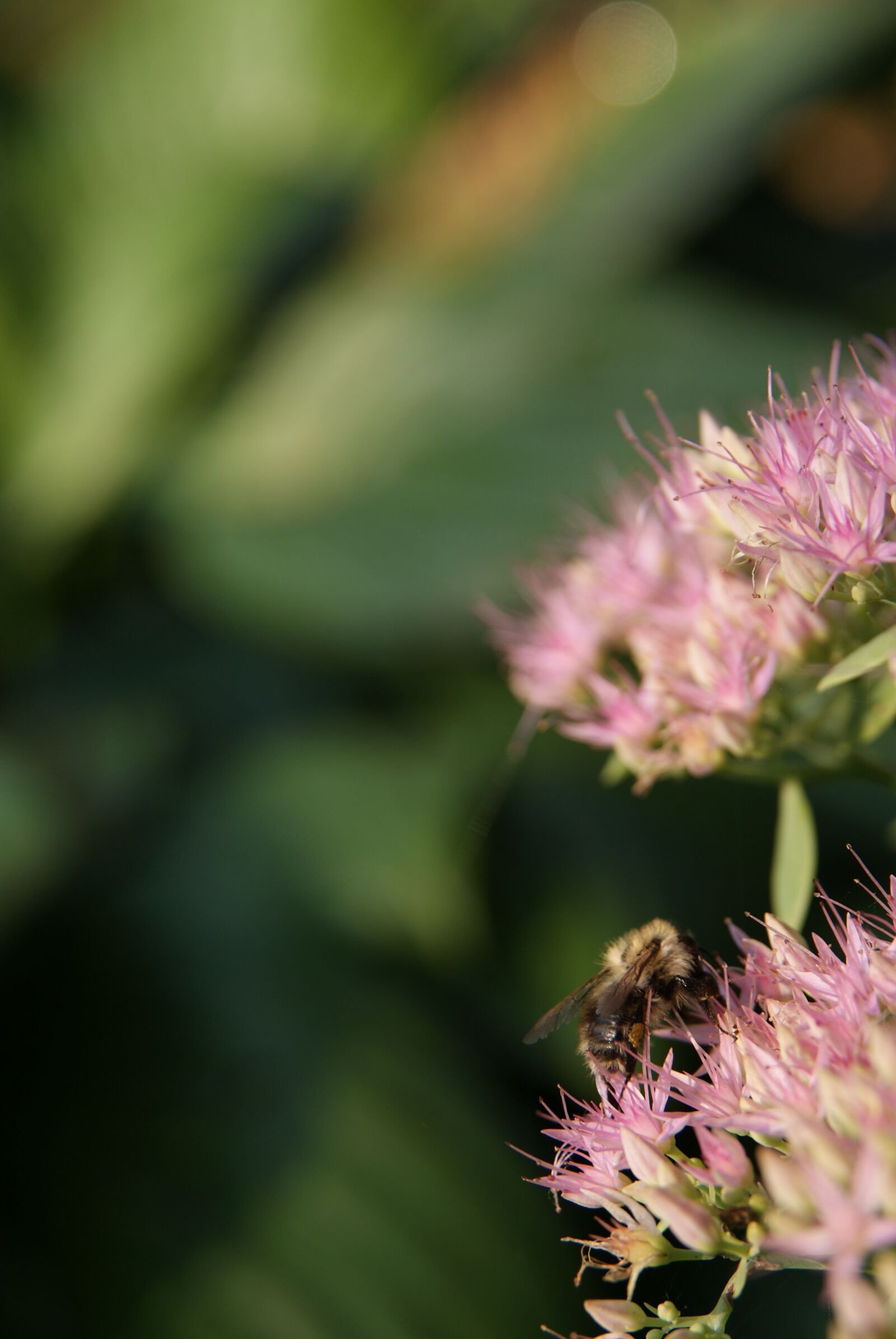 Sony Alpha DSLR-A300 sample photo. Bee, honey bee, honeybee photography