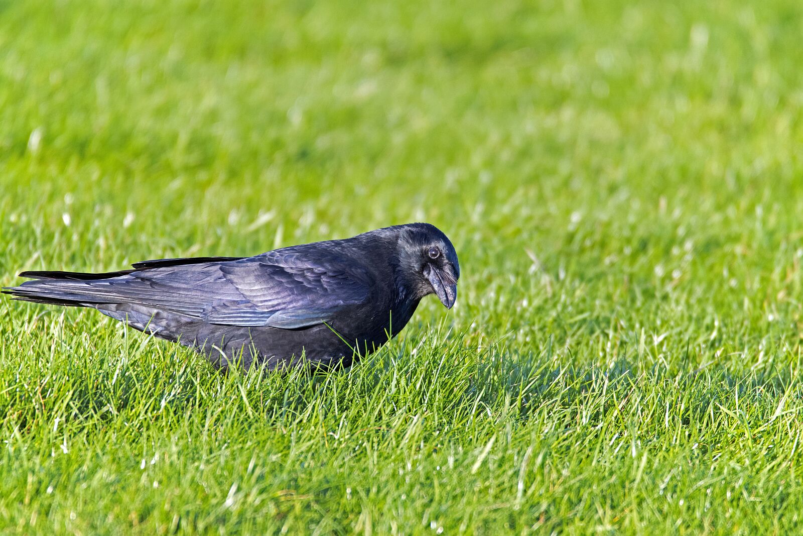Nikon D500 sample photo. Carrion crow, crow, bird photography
