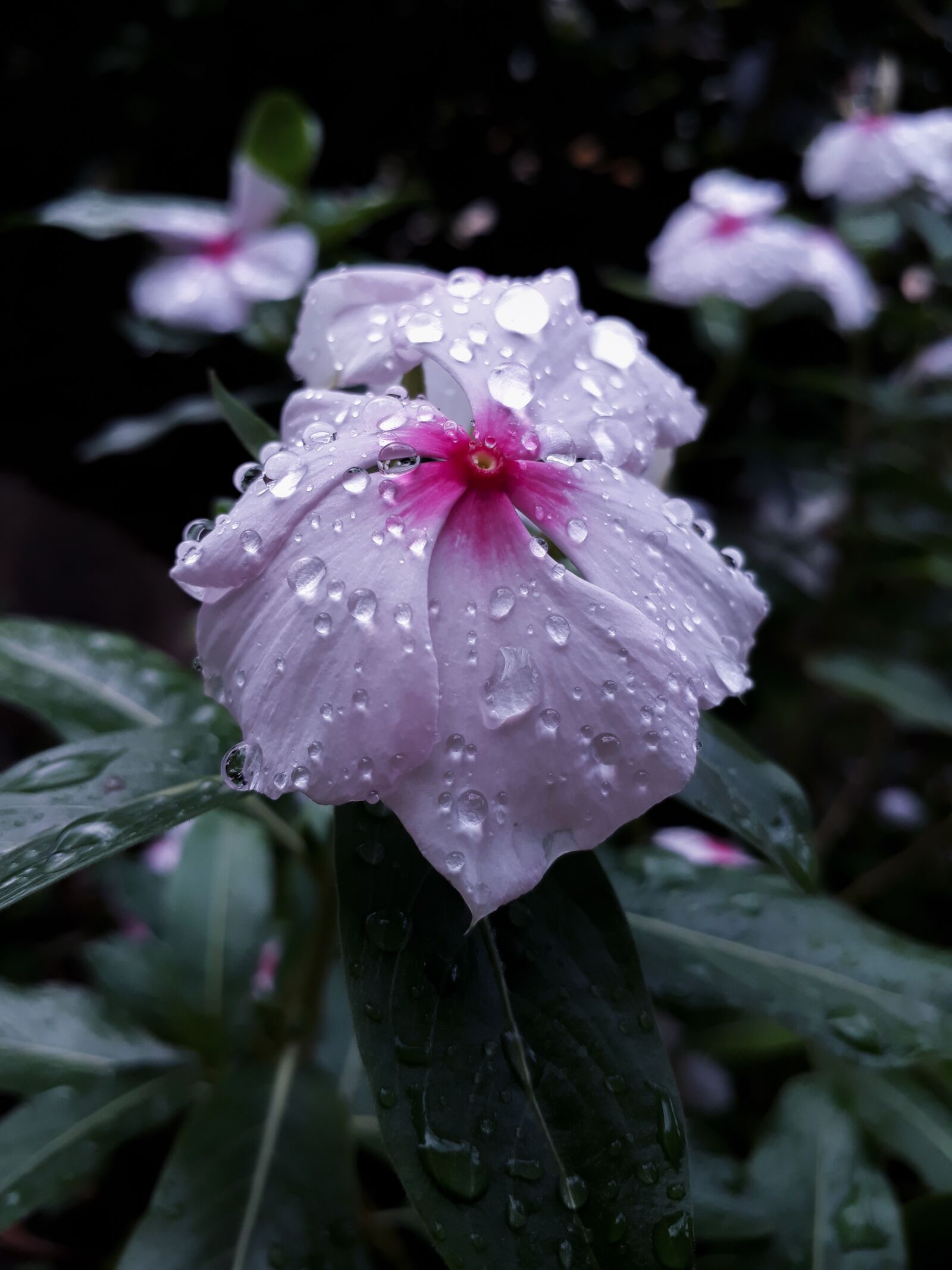 Samsung Galaxy J7 Prime sample photo. Flor, lluvia, flower photography