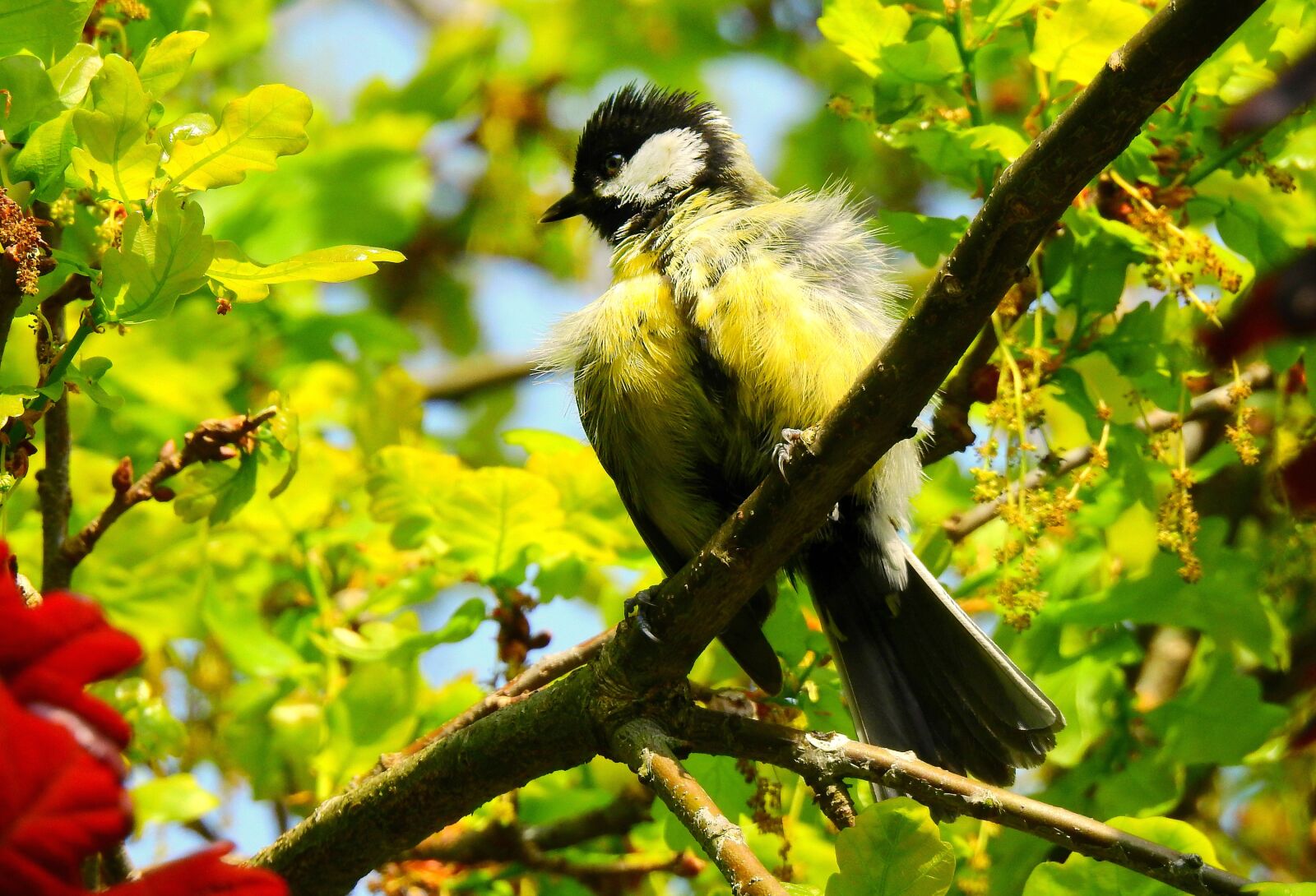 Nikon Coolpix P900 sample photo. Great tit, bird, songbird photography