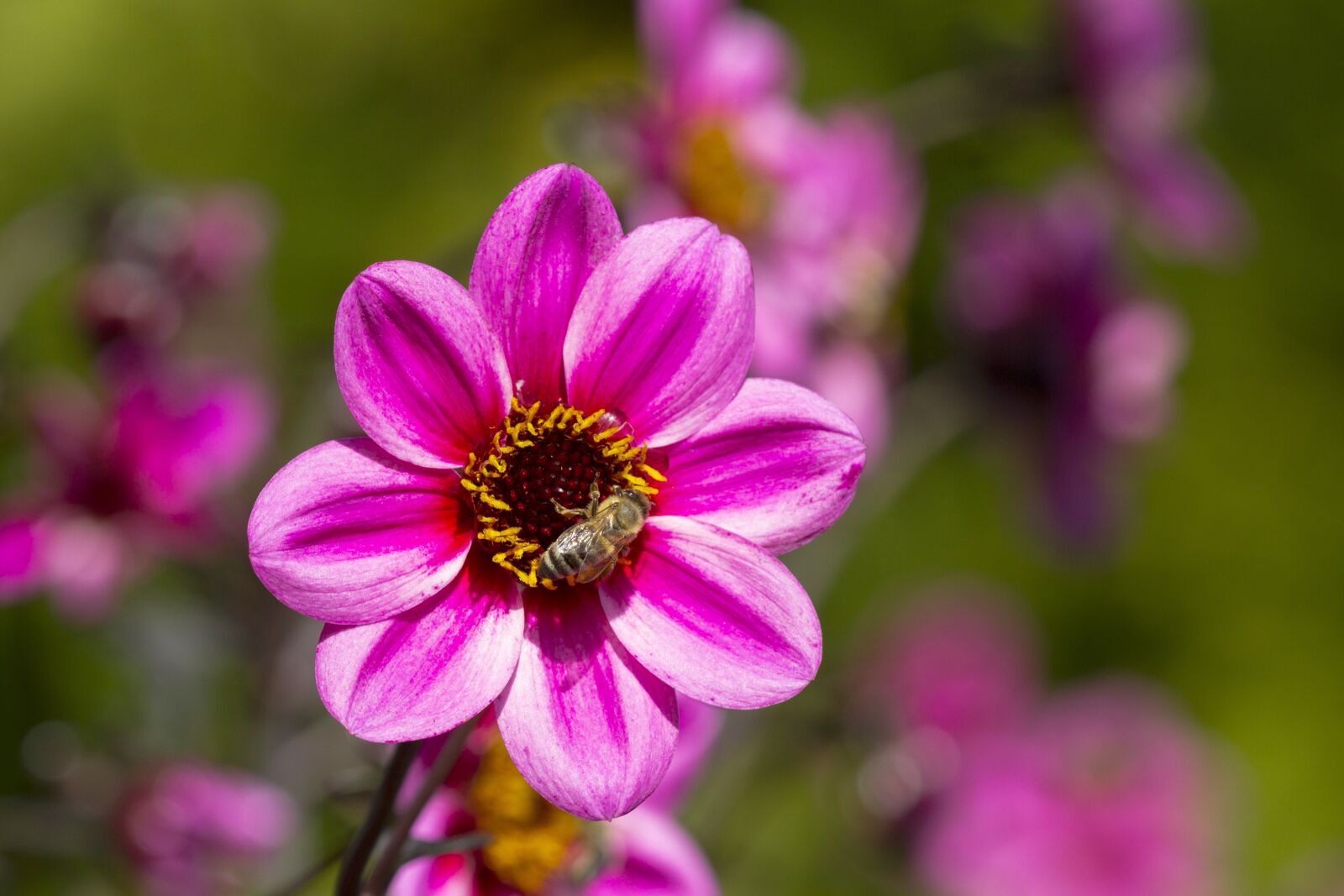 Canon EOS 7D sample photo. Dahlia, blossom, bloom photography