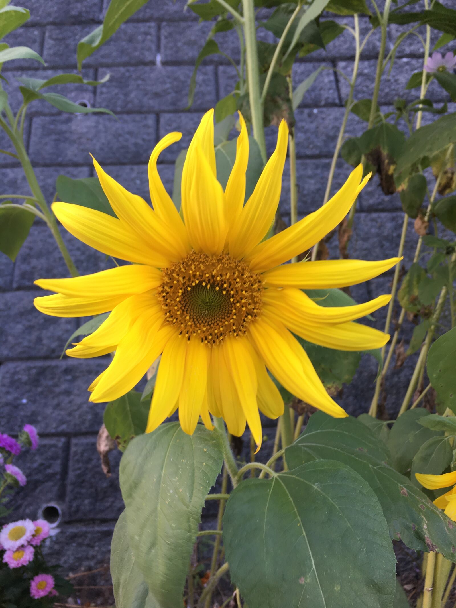 iPhone 6s back camera 4.15mm f/2.2 sample photo. Sunflower, yellow, one flower photography