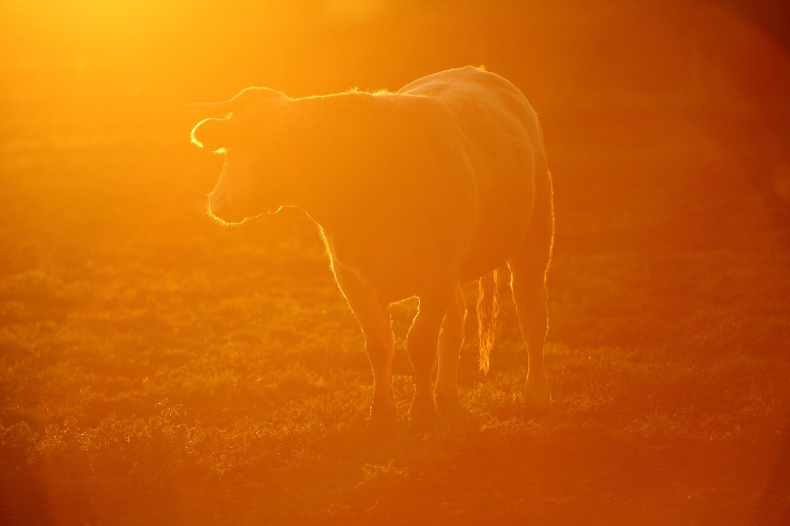 Canon EOS 5D Mark II sample photo. Cow, sunset, boitissandeau photography