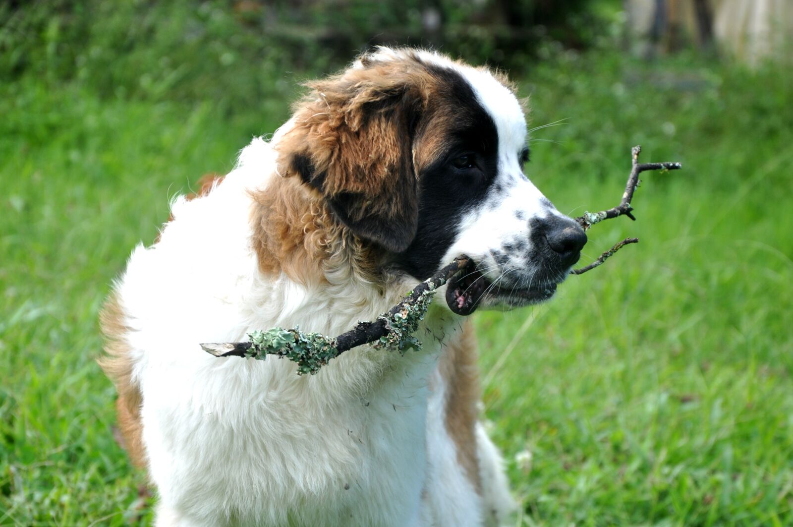 Nikon D90 sample photo. Pet, dog, nature photography