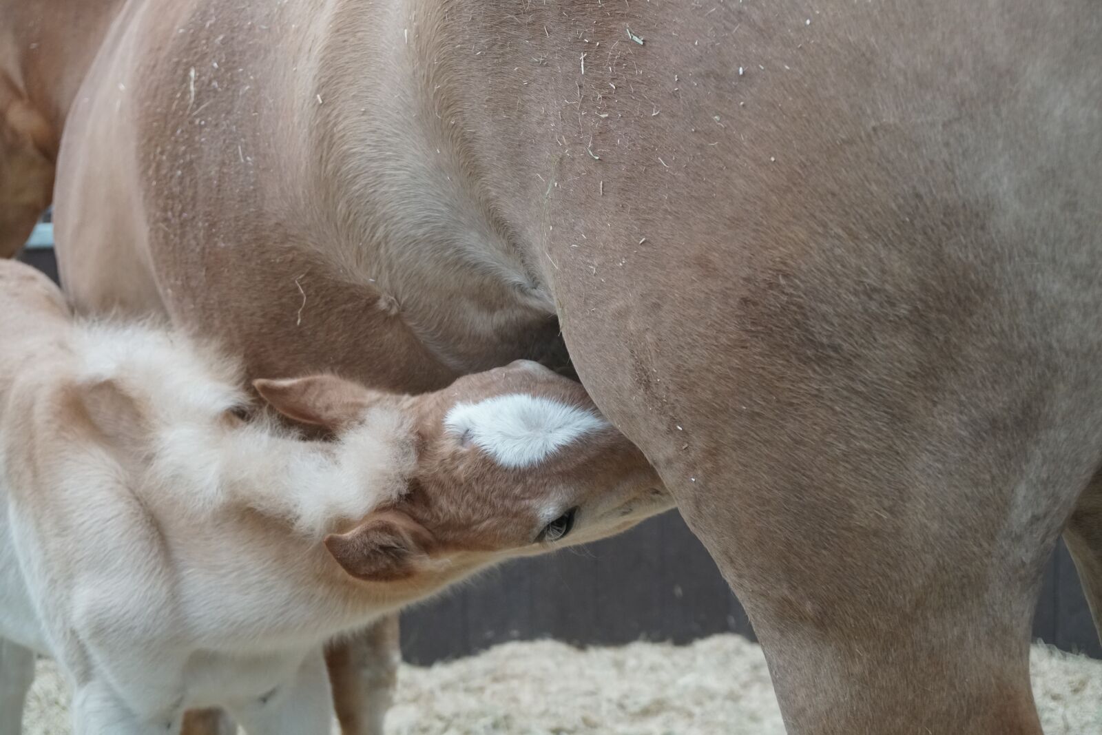 Sony a6500 + Sony Vario-Tessar T* E 16-70mm F4 ZA OSS sample photo. Horse, foal, suckle photography