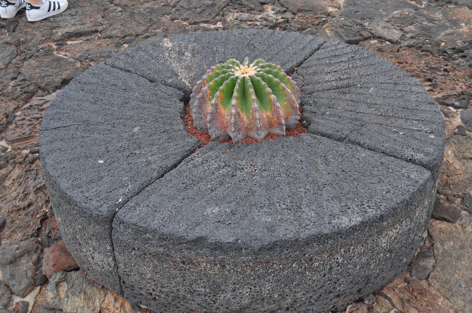 Nikon D5000 sample photo. Cactus, stone, lanzarote photography
