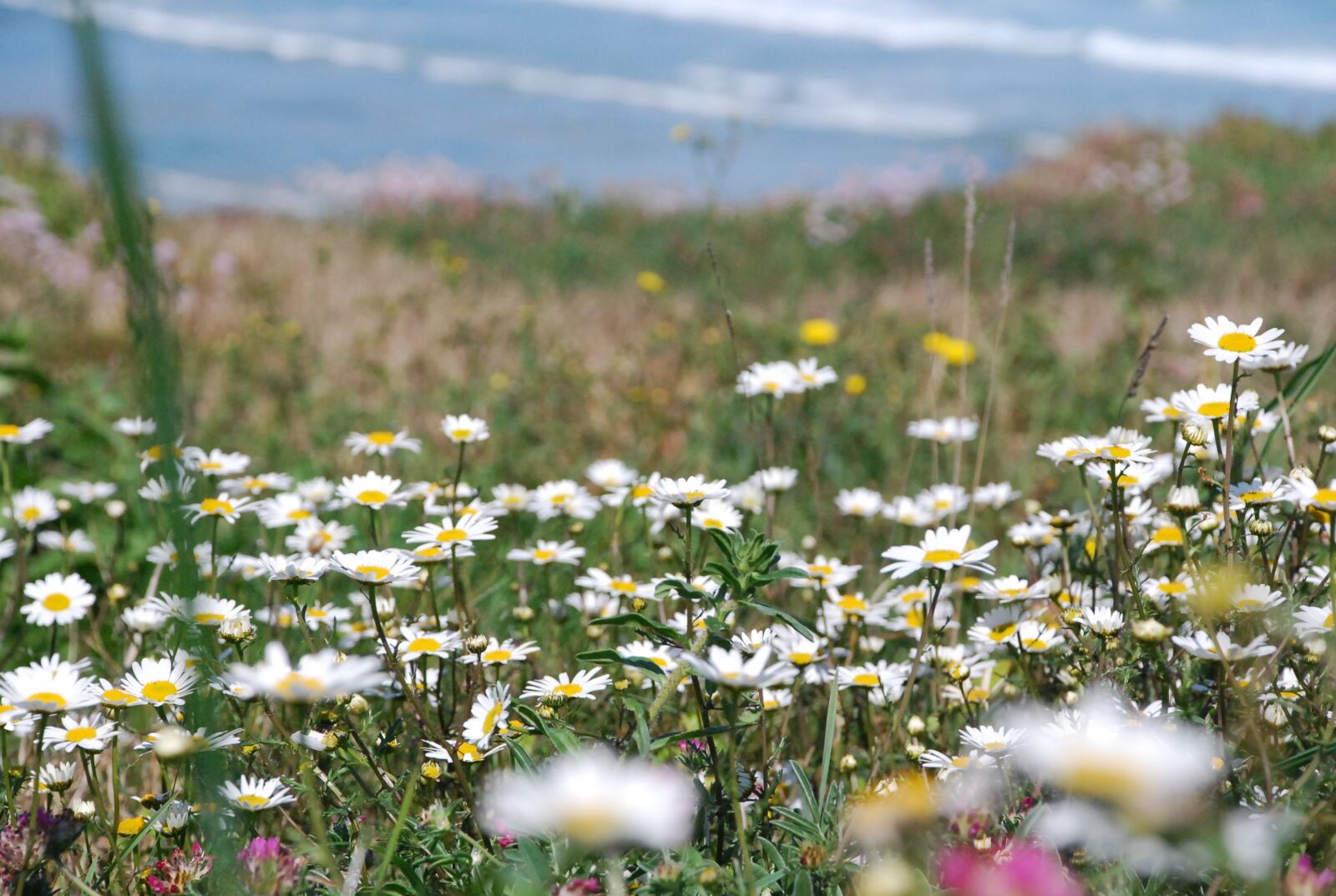 Nikon D80 sample photo. Margaritas, sea, flowers photography