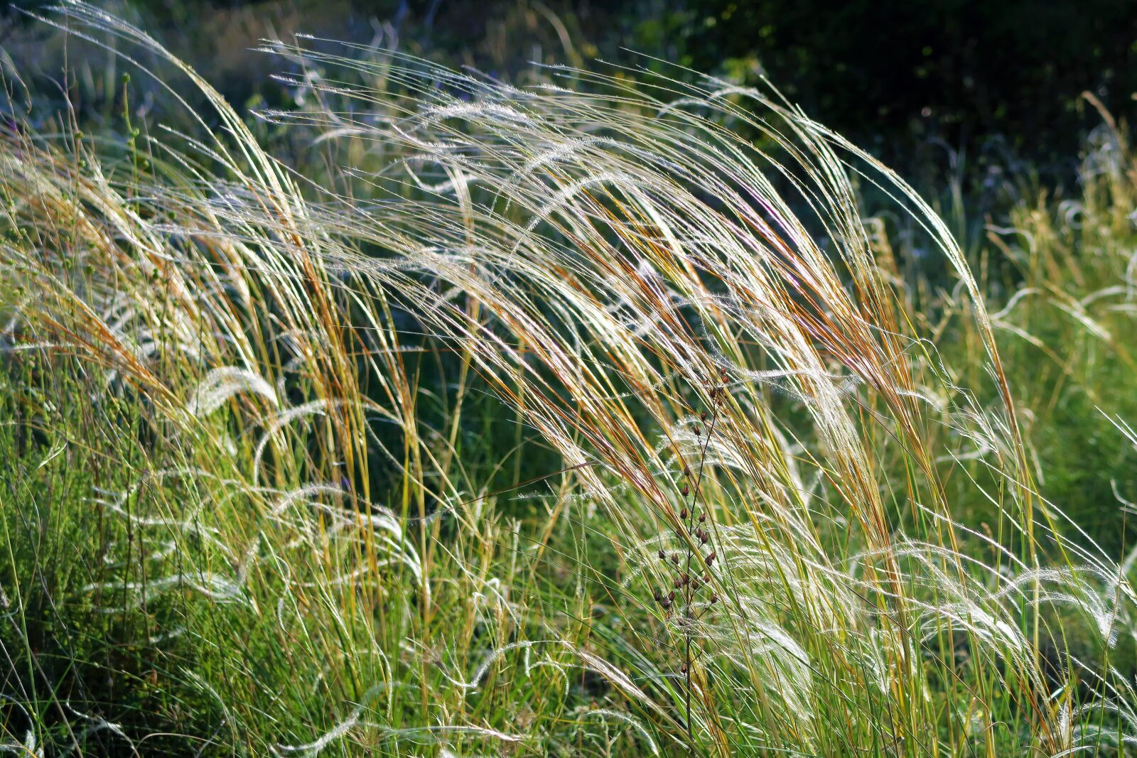 Canon PowerShot G7 X sample photo. Herbs, nature, spring photography
