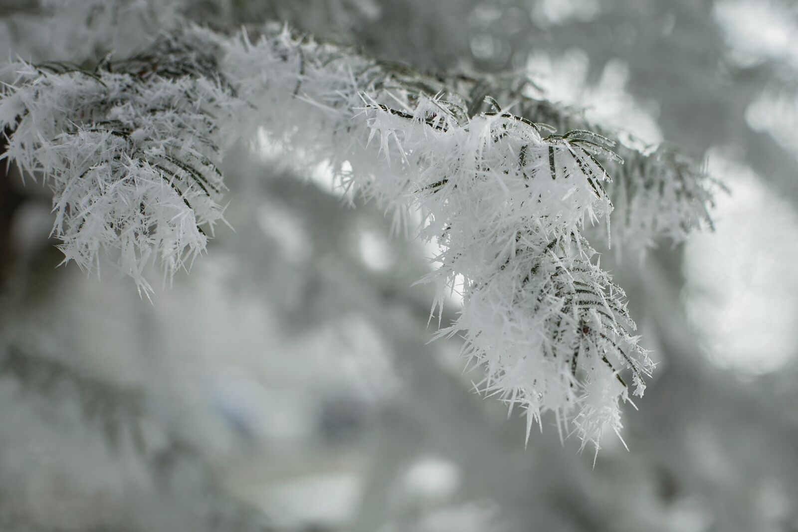 Canon EF 50mm F1.4 USM sample photo. Frost, winter, snow photography