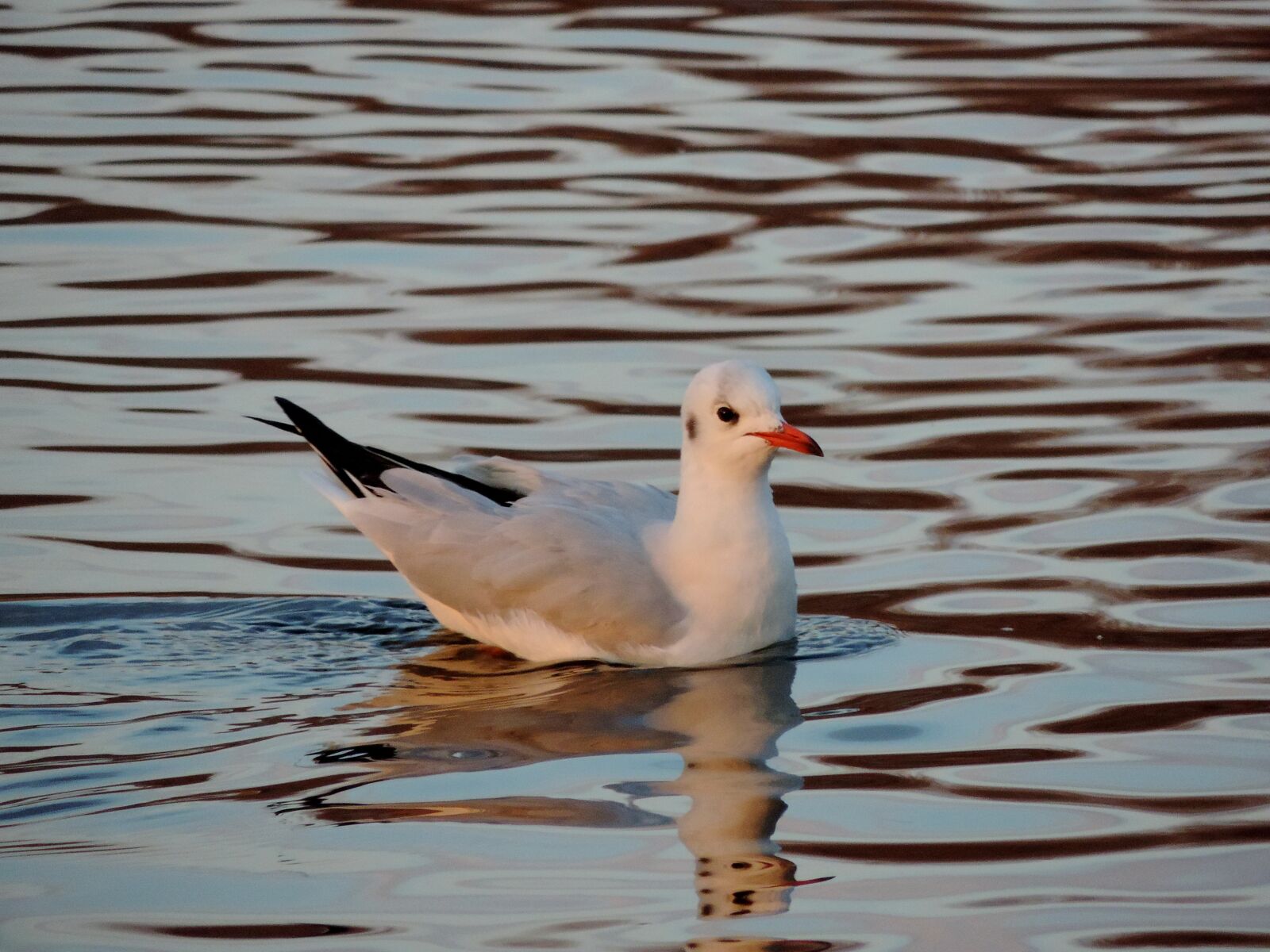 Nikon Coolpix P520 sample photo. Seabird, aquatic bird, wildlife photography