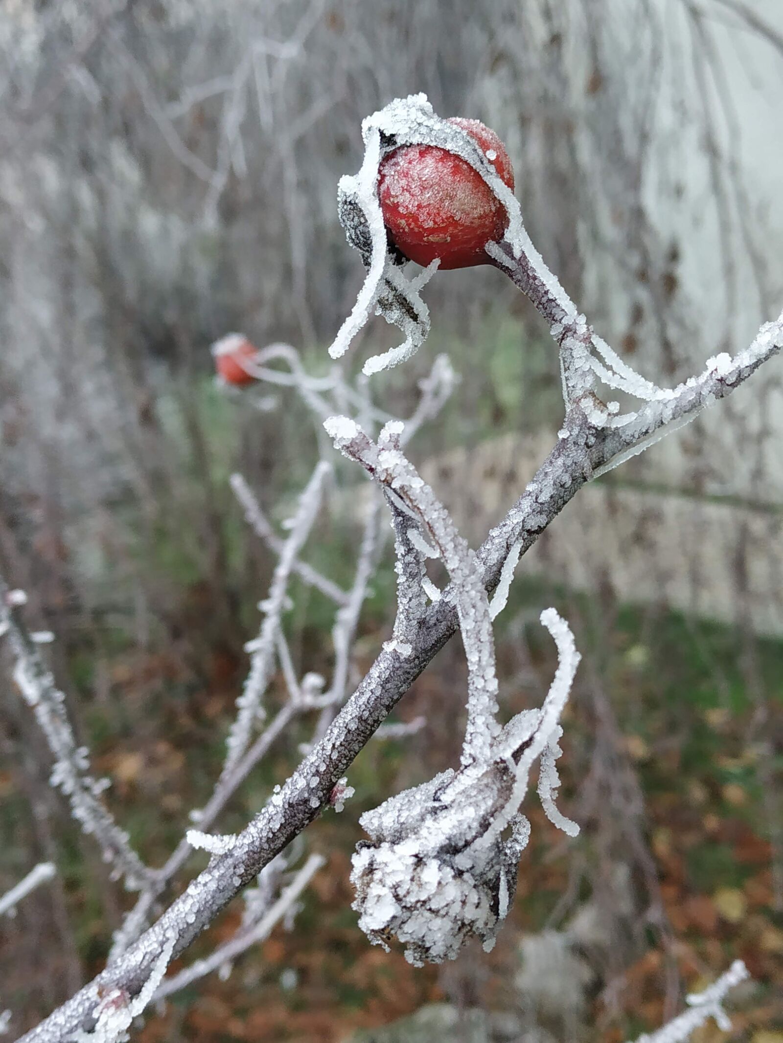 Xiaomi Mi A2 sample photo. Rosa, fruits, cold photography