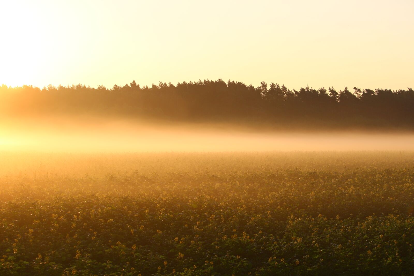 Canon EOS 100D (EOS Rebel SL1 / EOS Kiss X7) sample photo. Fog, sunrise, field photography