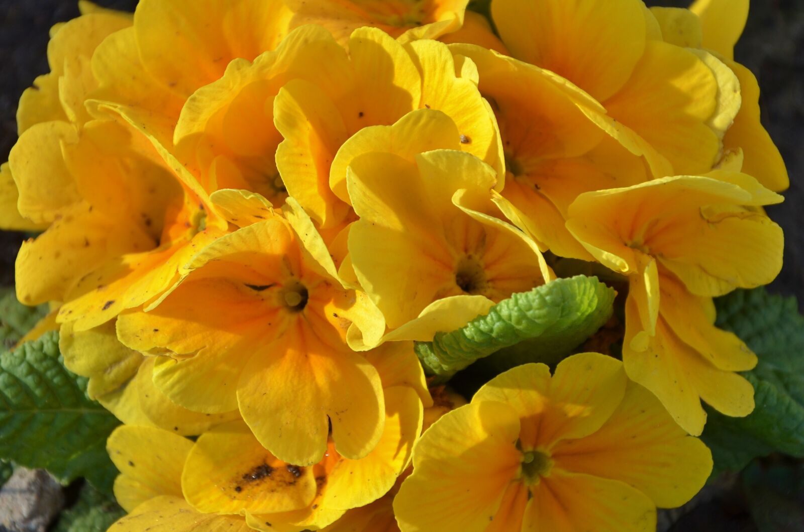 Nikon D7000 sample photo. Flower, natur, floral photography