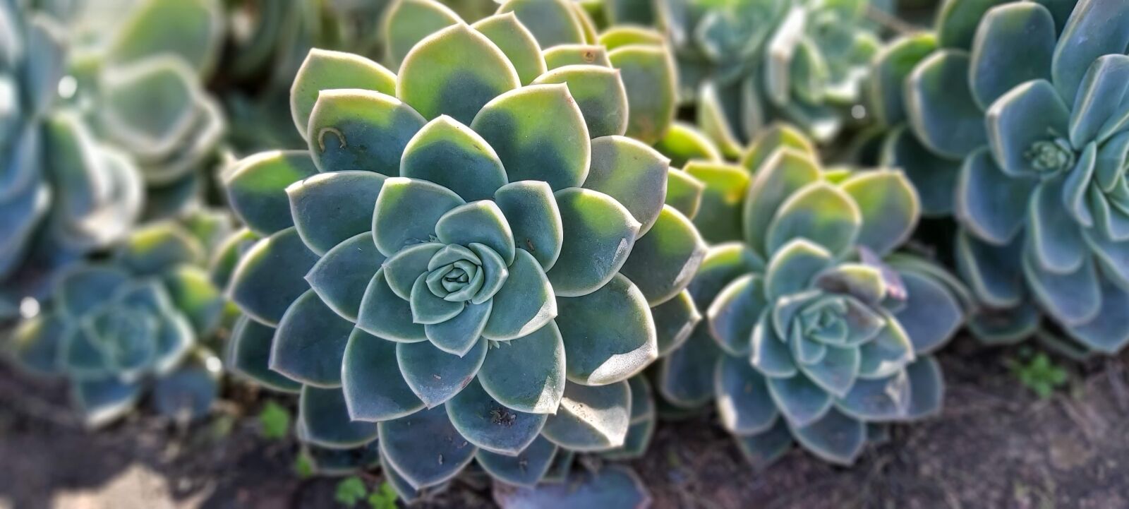 Samsung Galaxy A70 sample photo. Plants, garden, succulent photography