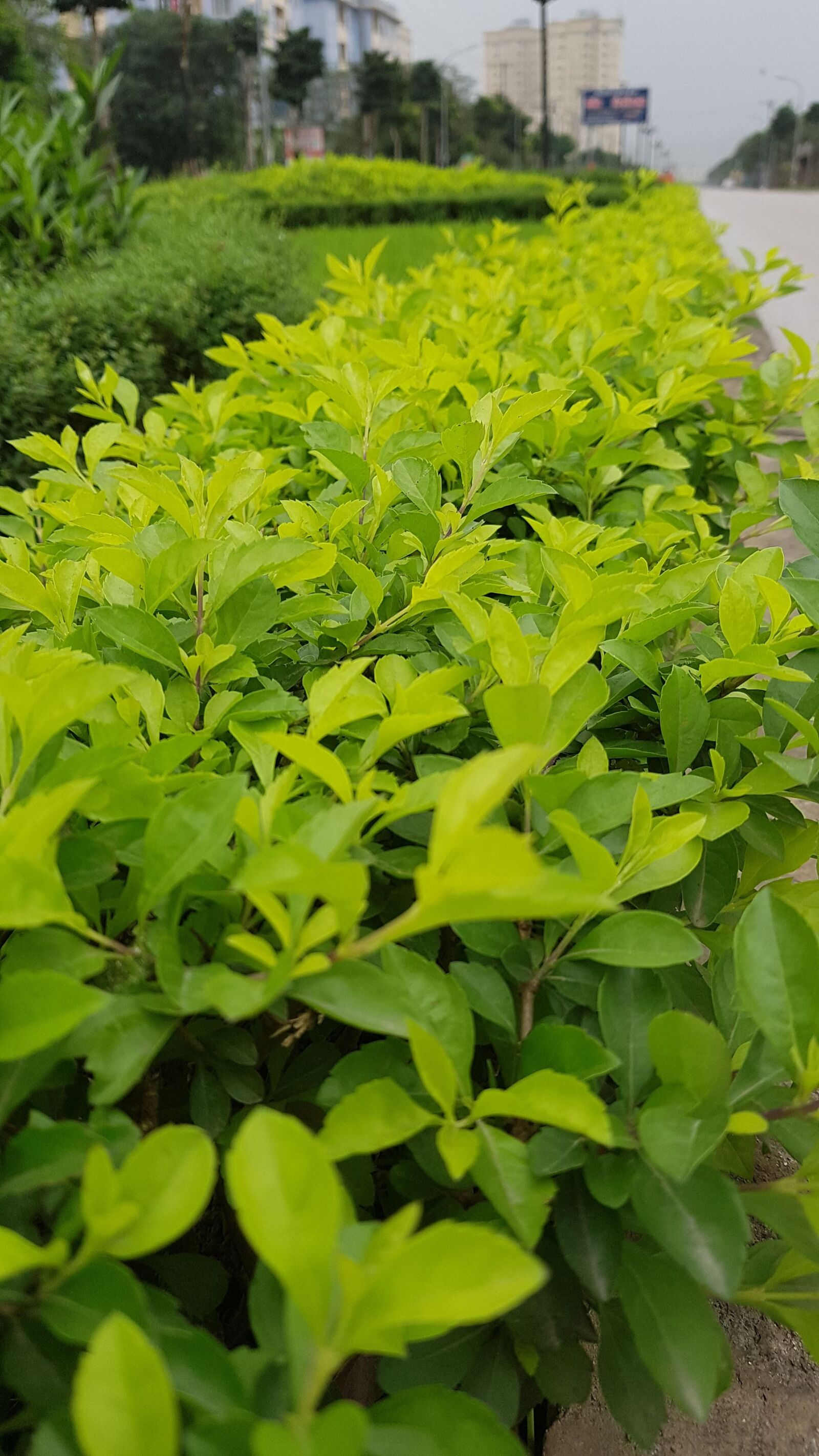 Samsung Galaxy Note Fan Edition sample photo. Tree, green, decorative photography