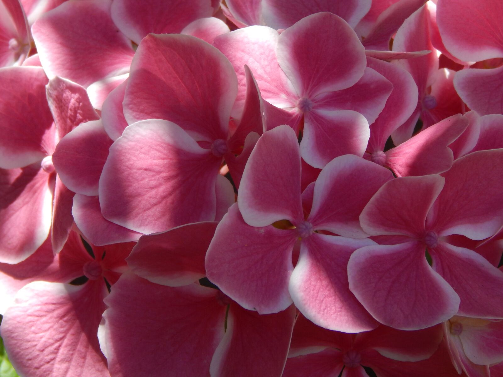 Nikon Coolpix L830 sample photo. Hydrangea, pink, white photography
