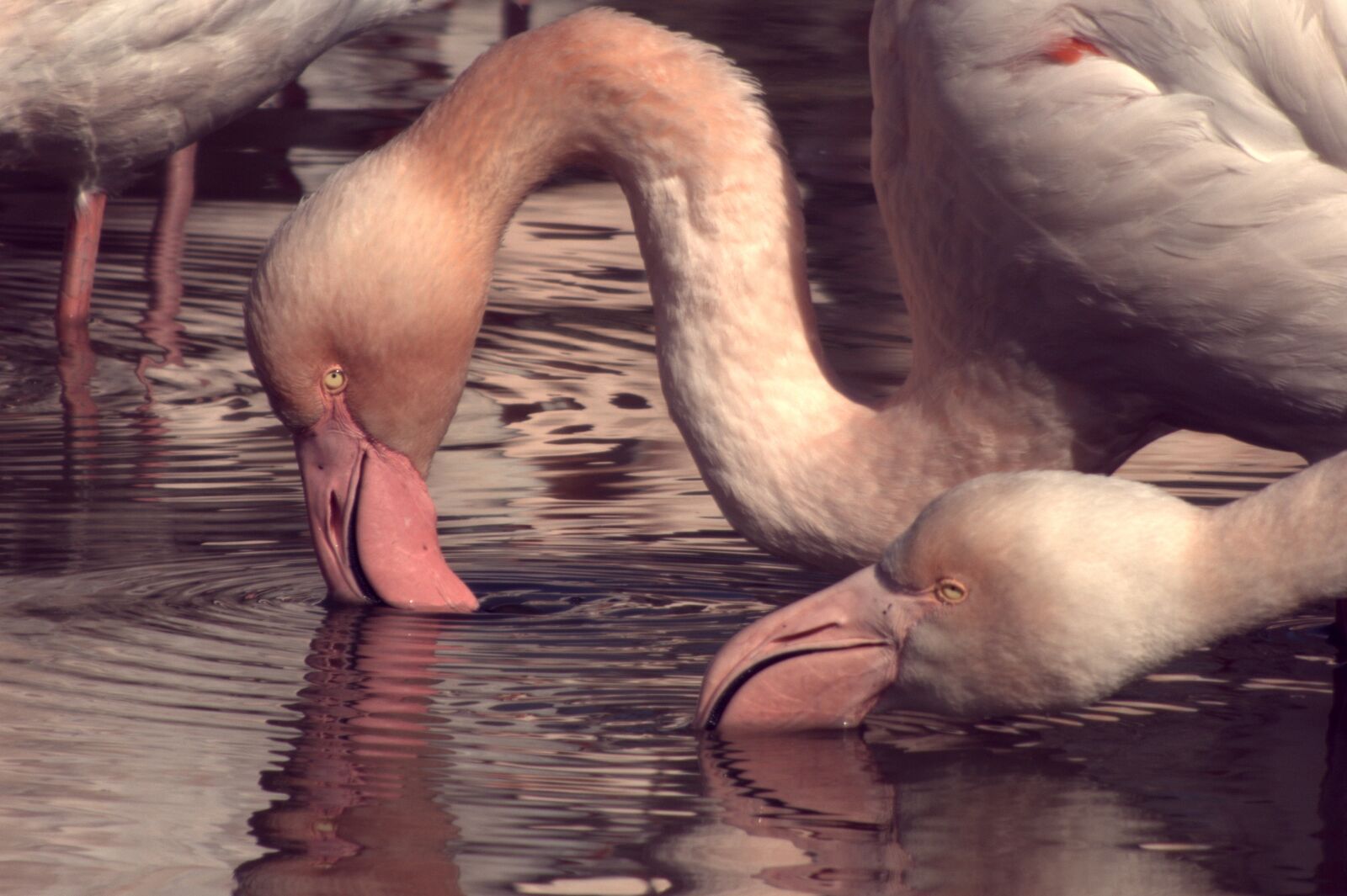 Panasonic Lumix DMC-FZ70 sample photo. Flamingos, france, pink photography